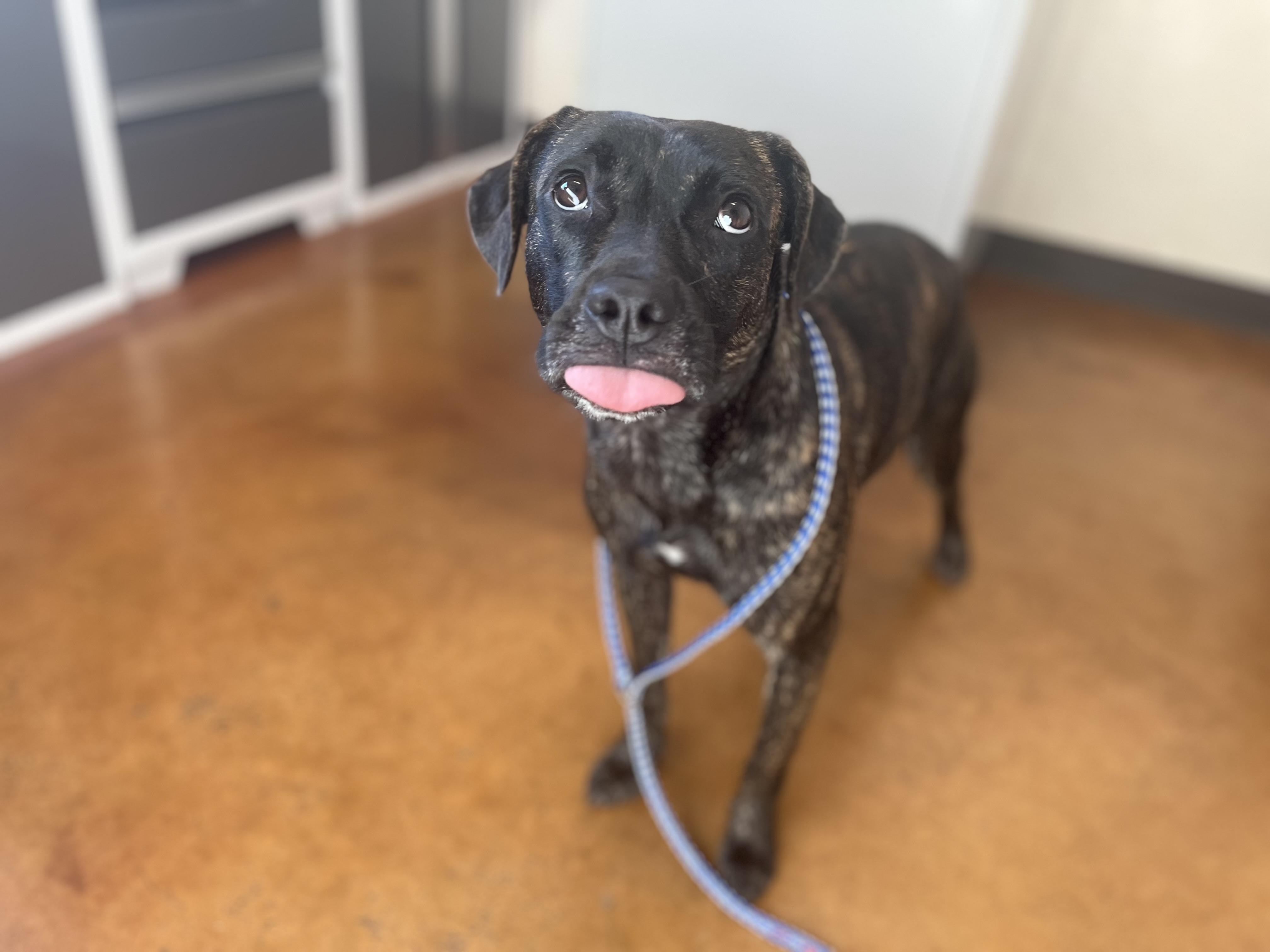 Nala, Adoptable, Adult Female Mixed Breed.
