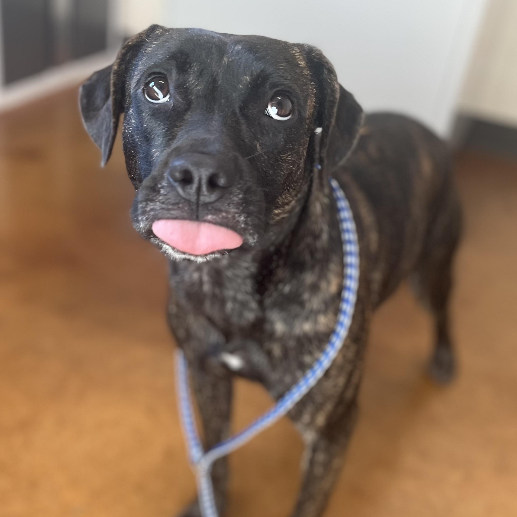 Enlarge Nala, a Adoptable Mixed Breed in Austin, TX image 1/6