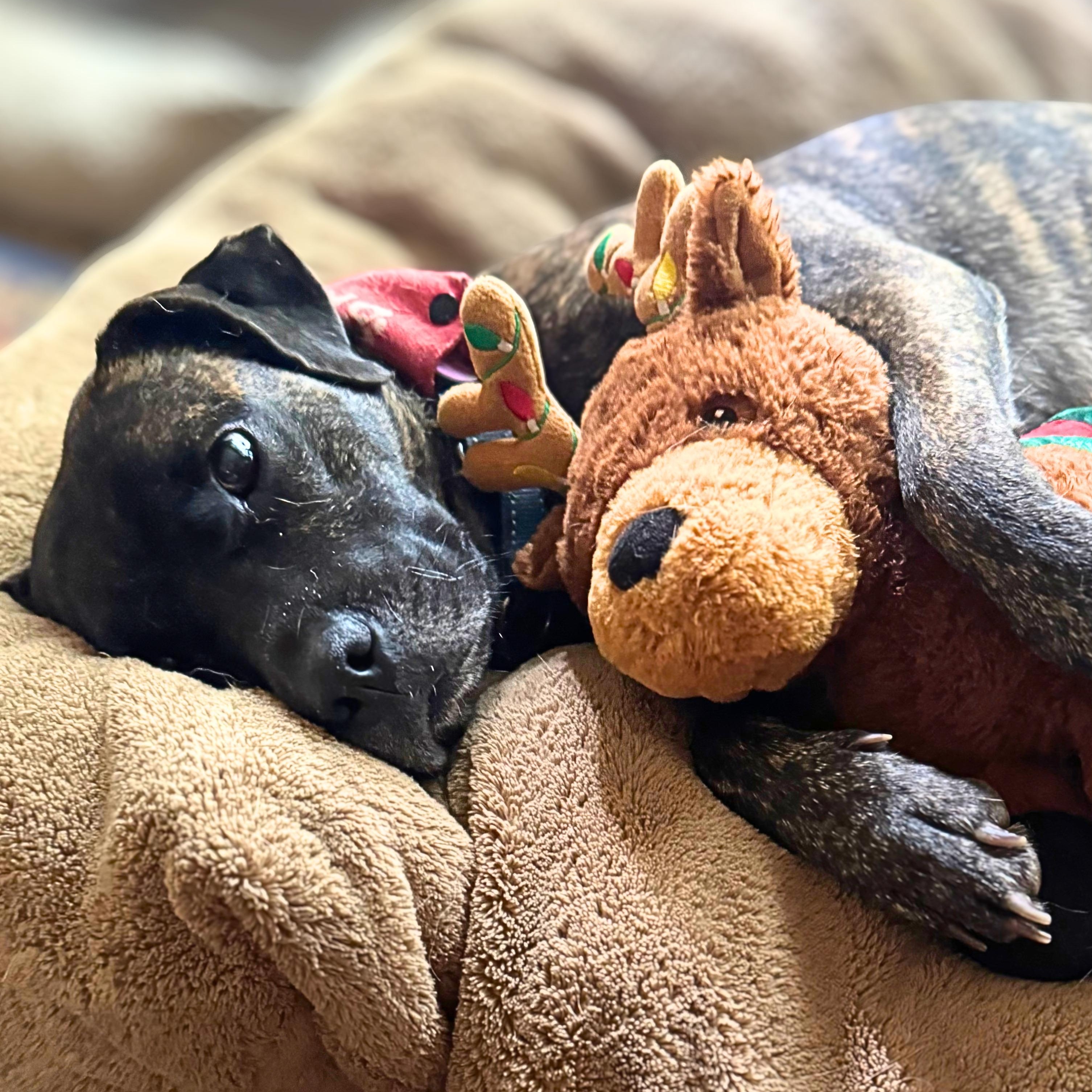 Enlarge Nala, a Adoptable Mixed Breed in Austin, TX image 2/6