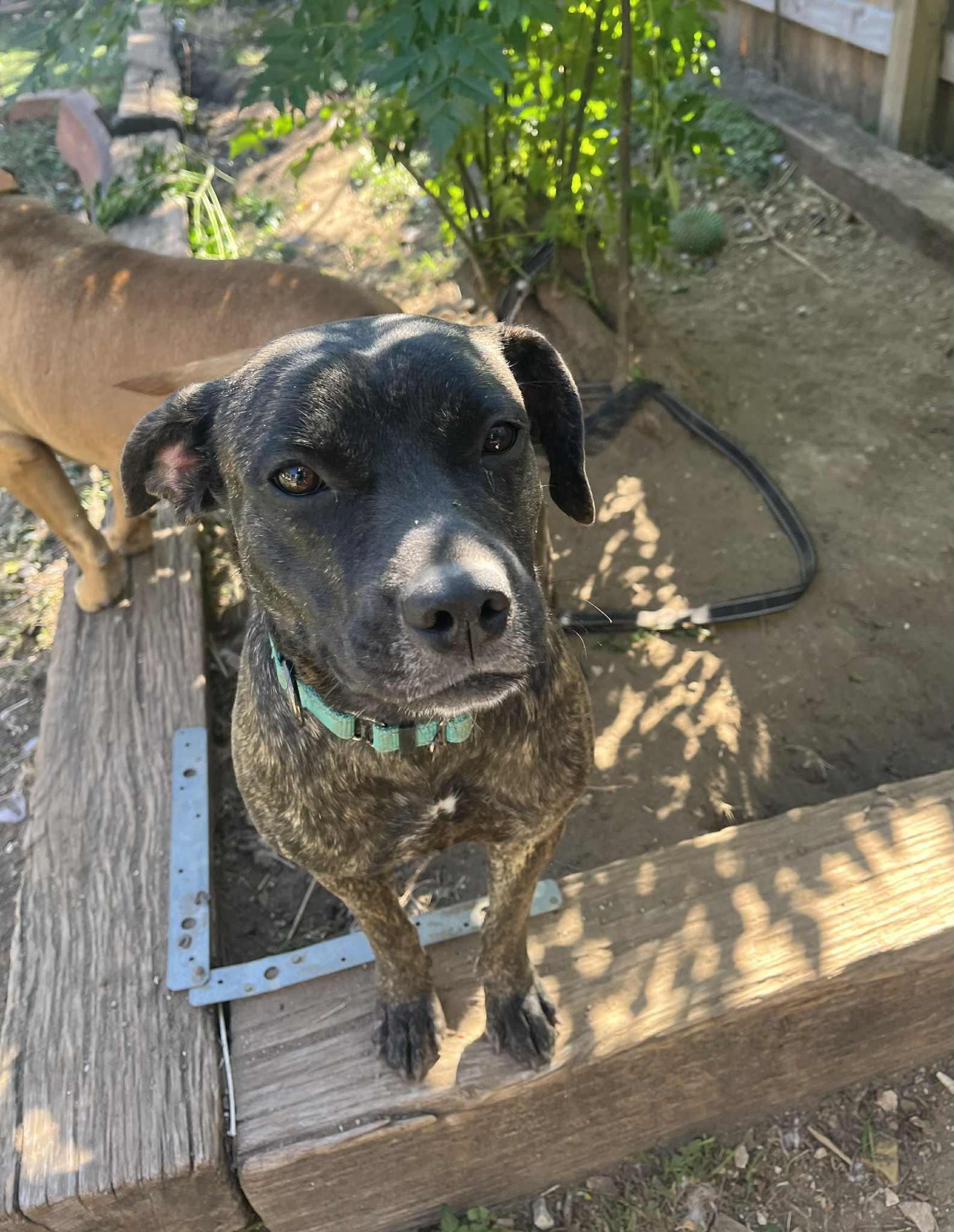 Nala, a Adoptable Mixed Breed in Austin, TX image 6/6