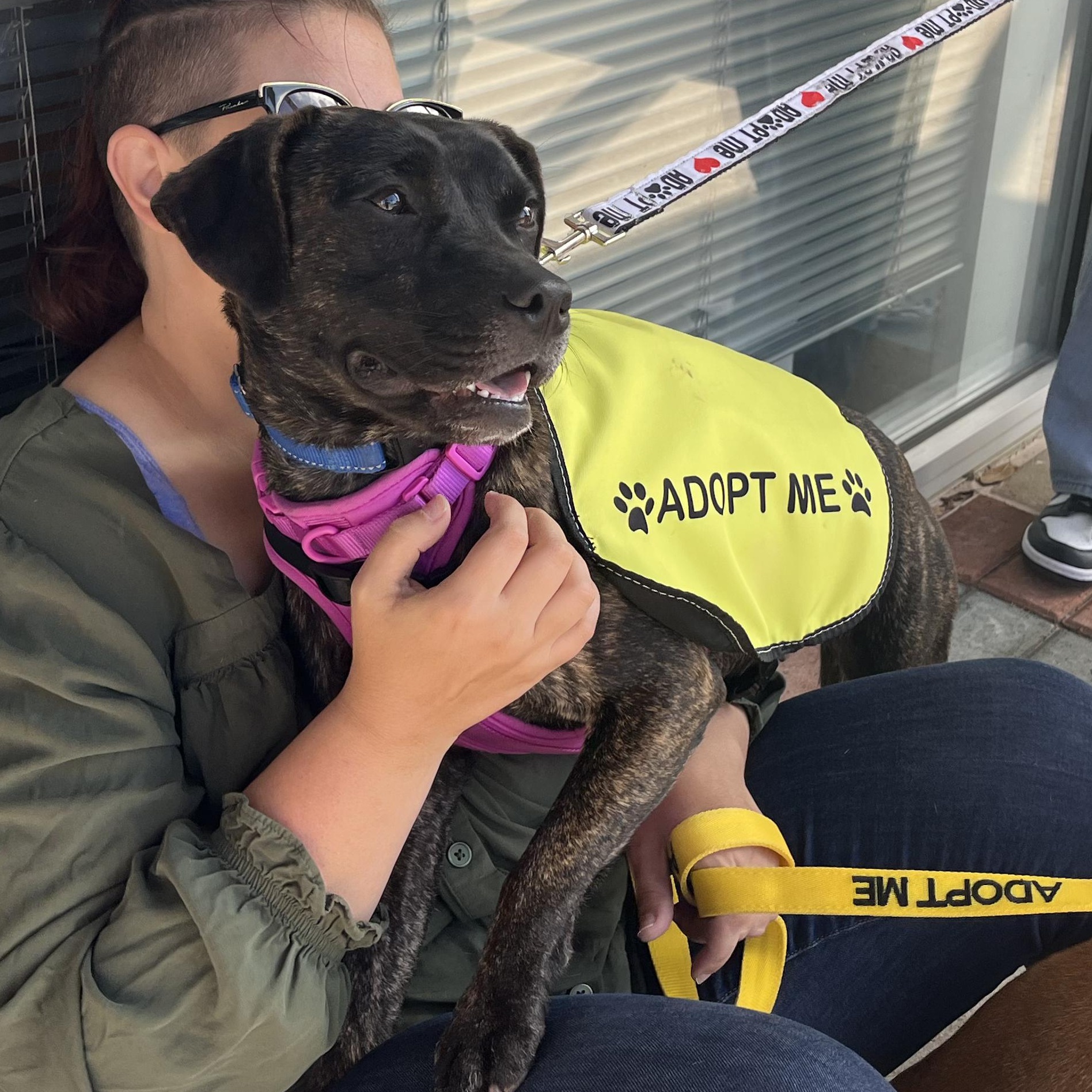 Enlarge Nala, a Adoptable Mixed Breed in Austin, TX image 5/6