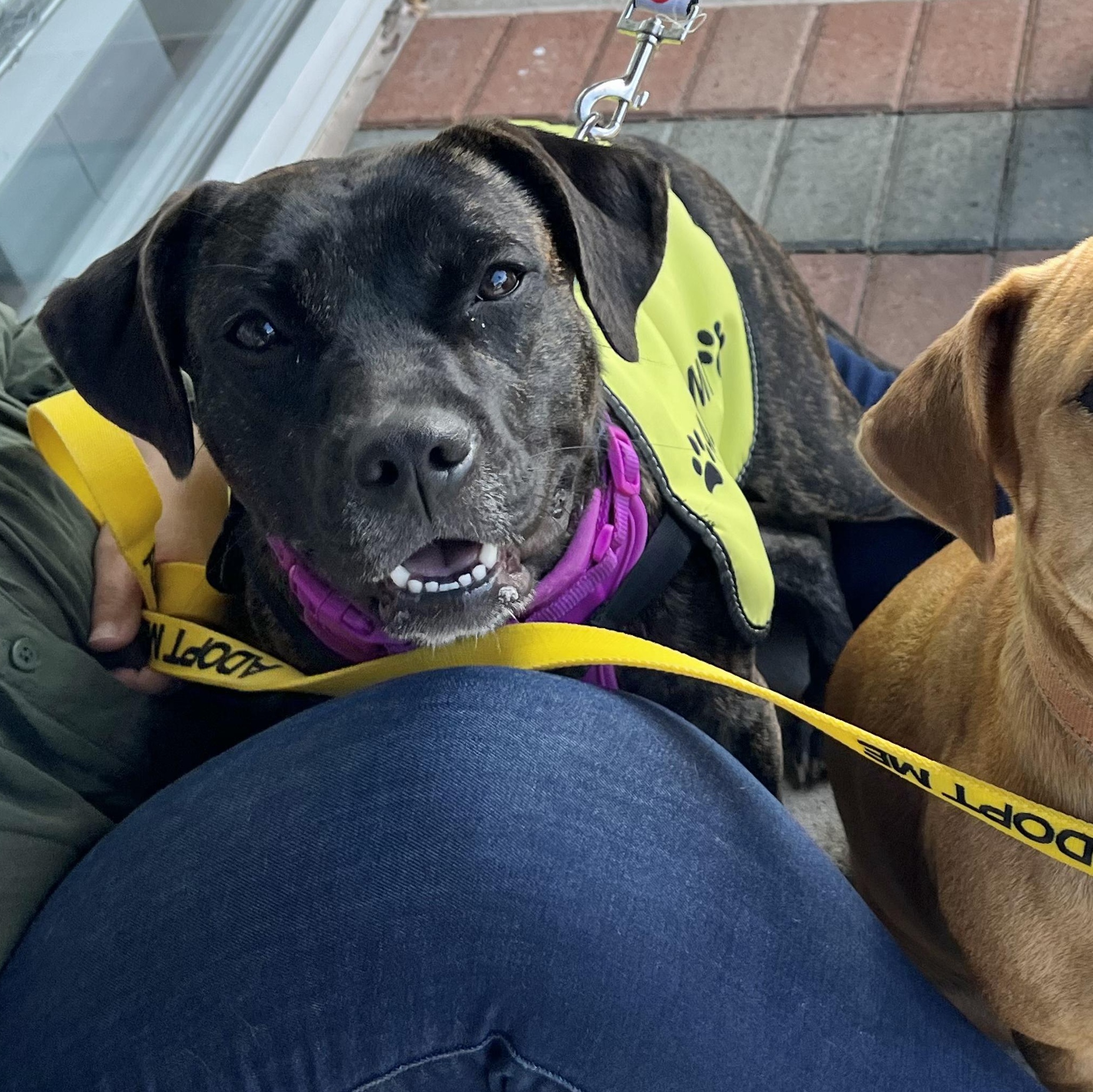 Enlarge Nala, a Adoptable Mixed Breed in Austin, TX image 6/6