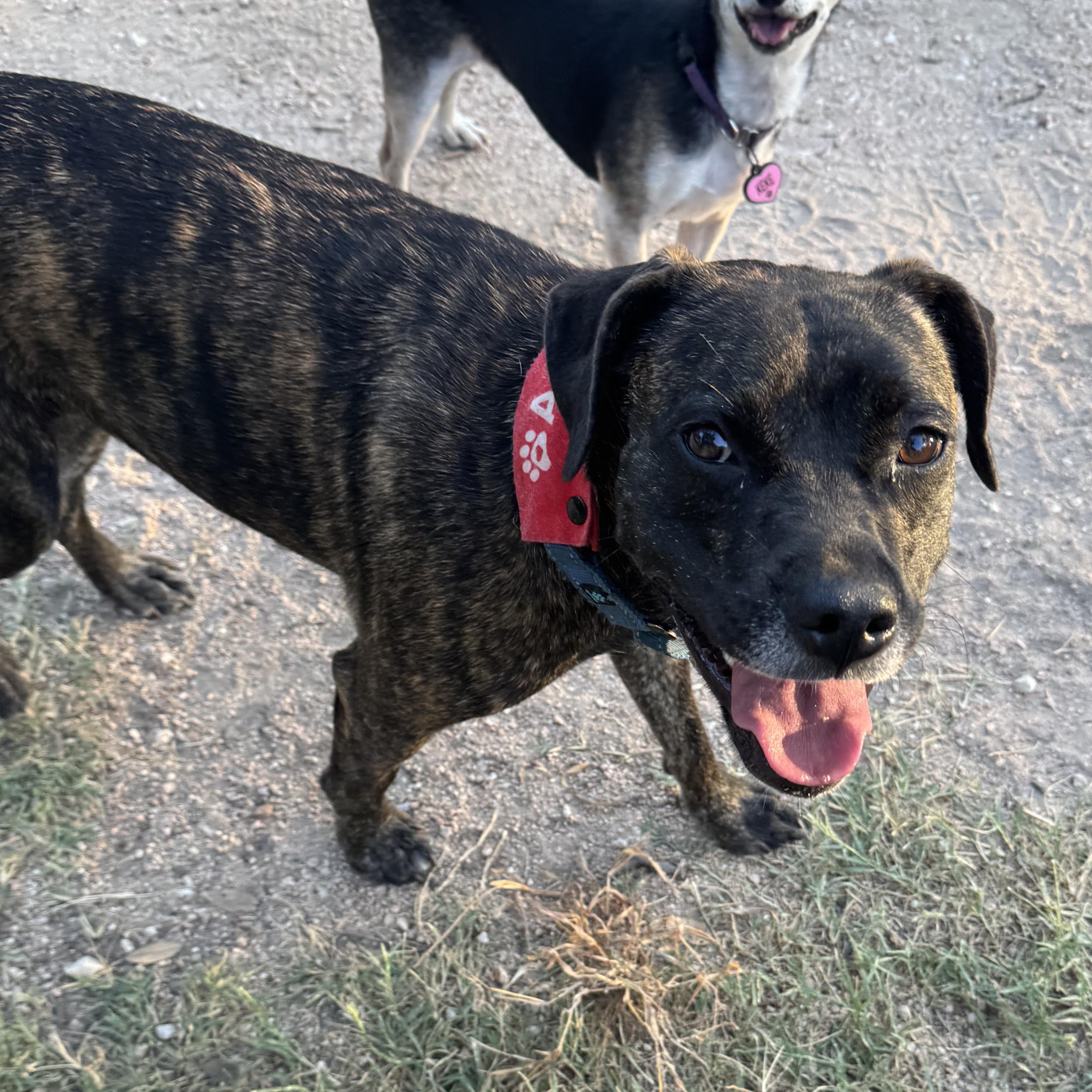 Enlarge Nala, a Adoptable Mixed Breed in Austin, TX image 3/6