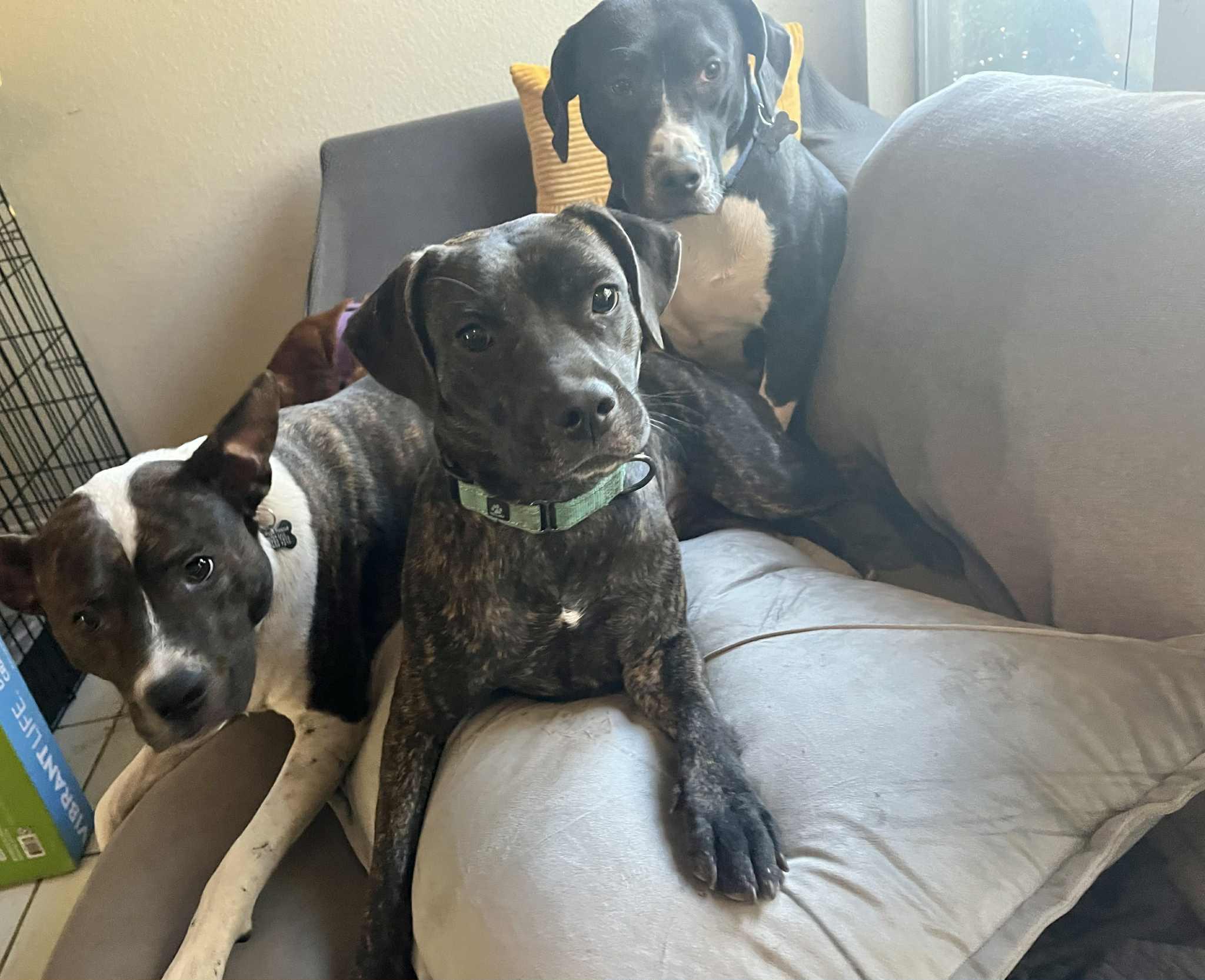 Nala, a Adoptable Mixed Breed in Austin, TX image 3/6