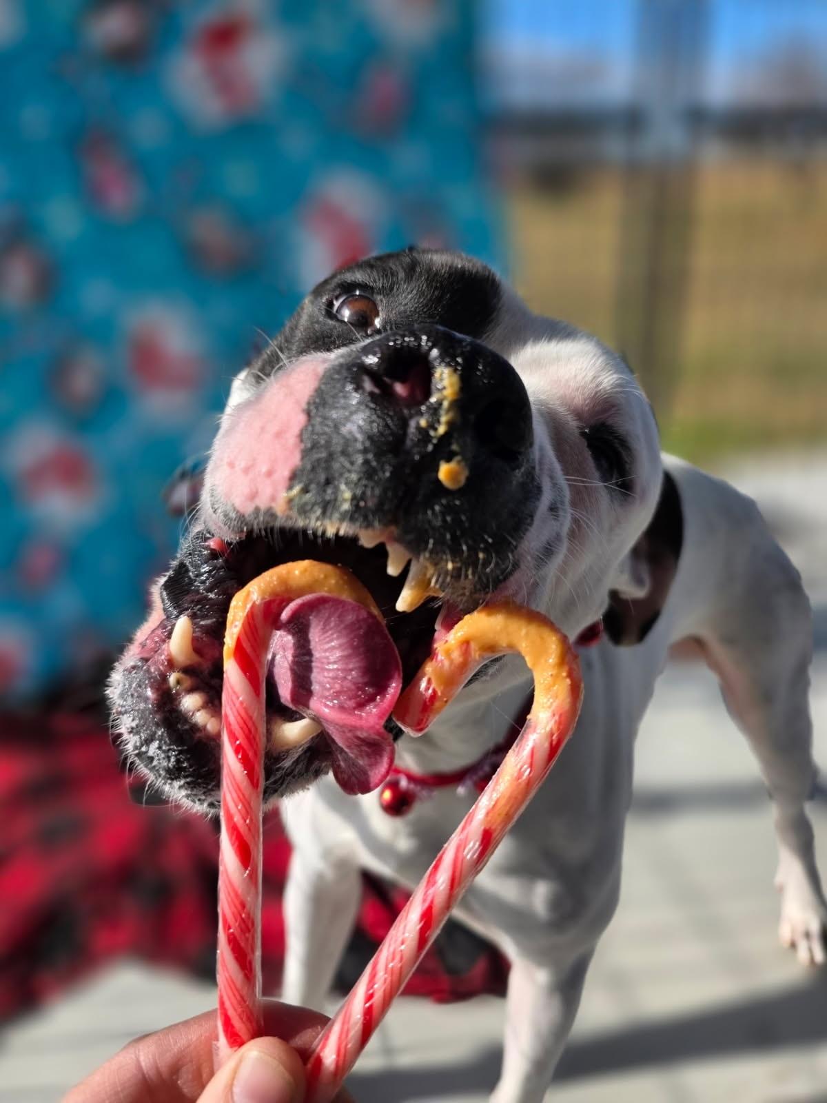 Enlarge Zero, a Adoptable mixed breed in Attica, IN image 1/1