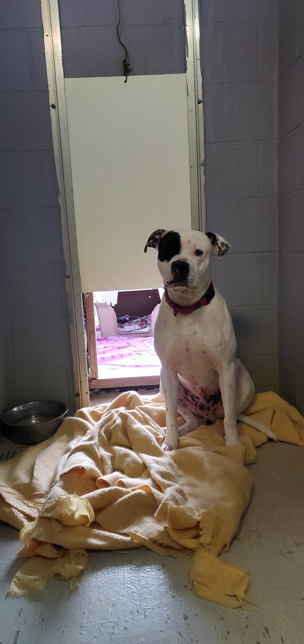 Enlarge Zero, a Adoptable mixed breed in Attica, IN image 1/2