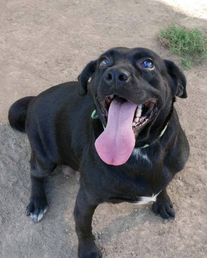 Enlarge Sugar, a Adoptable Black Labrador Retriever in Yellville, AR image 2/3
