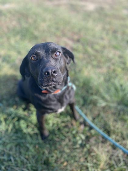 Enlarge Sugar, a Adoptable Black Labrador Retriever in Yellville, AR image 1/3