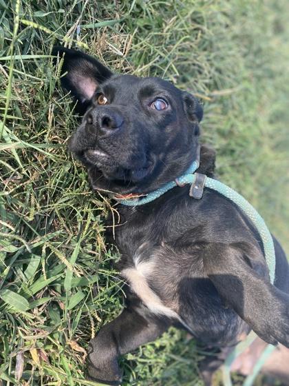 Enlarge Sugar, a Adoptable Black Labrador Retriever in Yellville, AR image 3/3