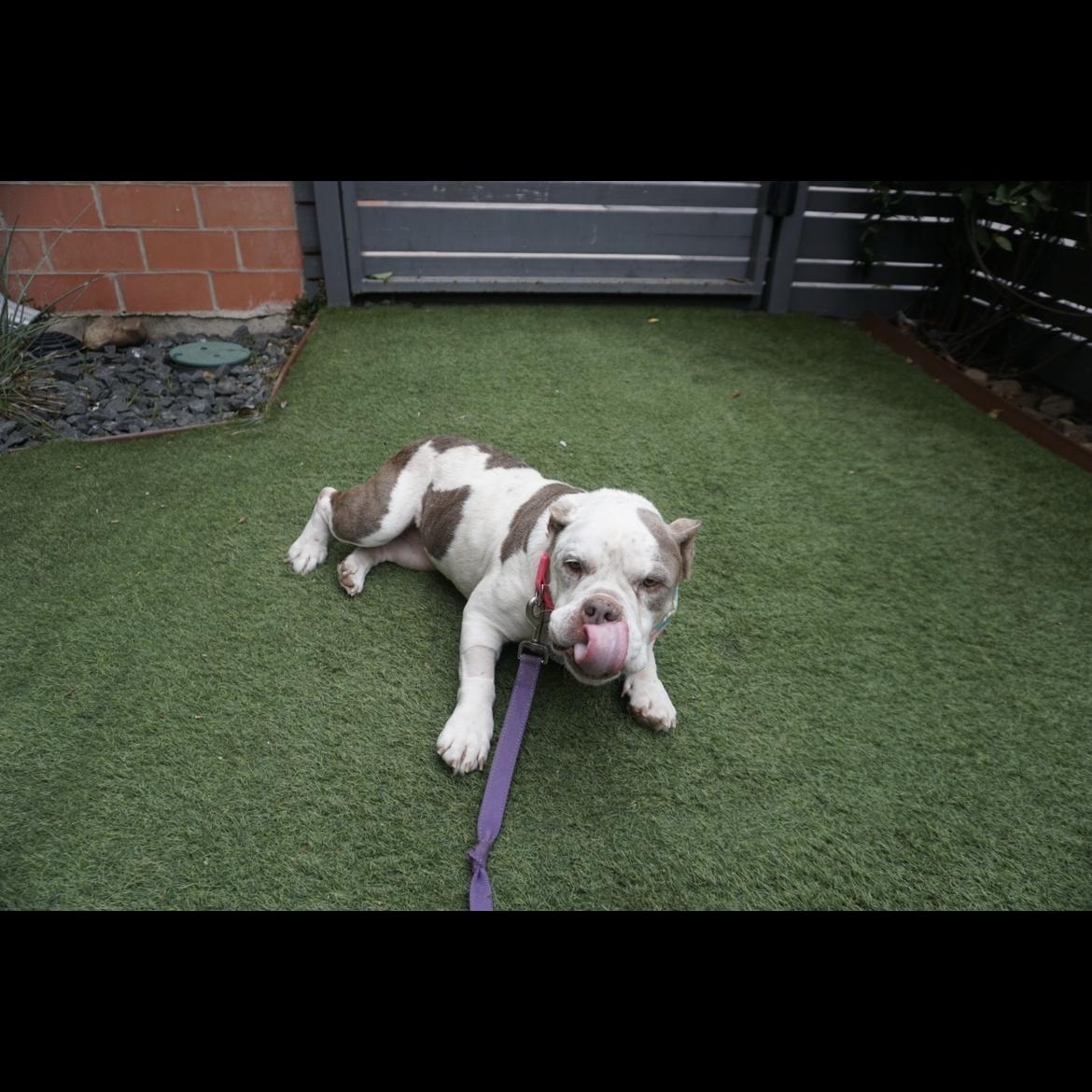 Etta, a ADOPTABLE mixed breed in San Antonio, TX image 5/5