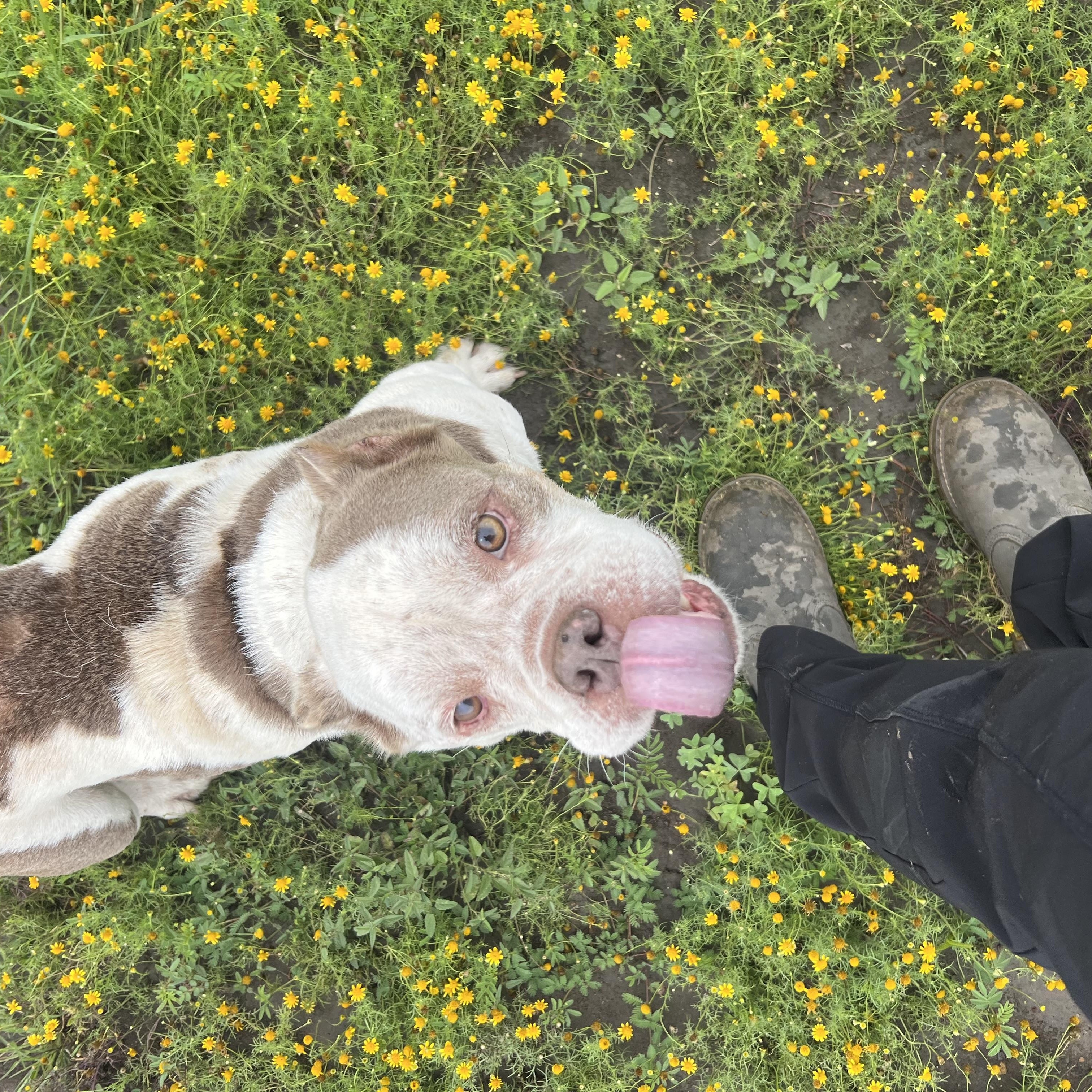 Etta, a ADOPTABLE mixed breed in San Antonio, TX image 6/6