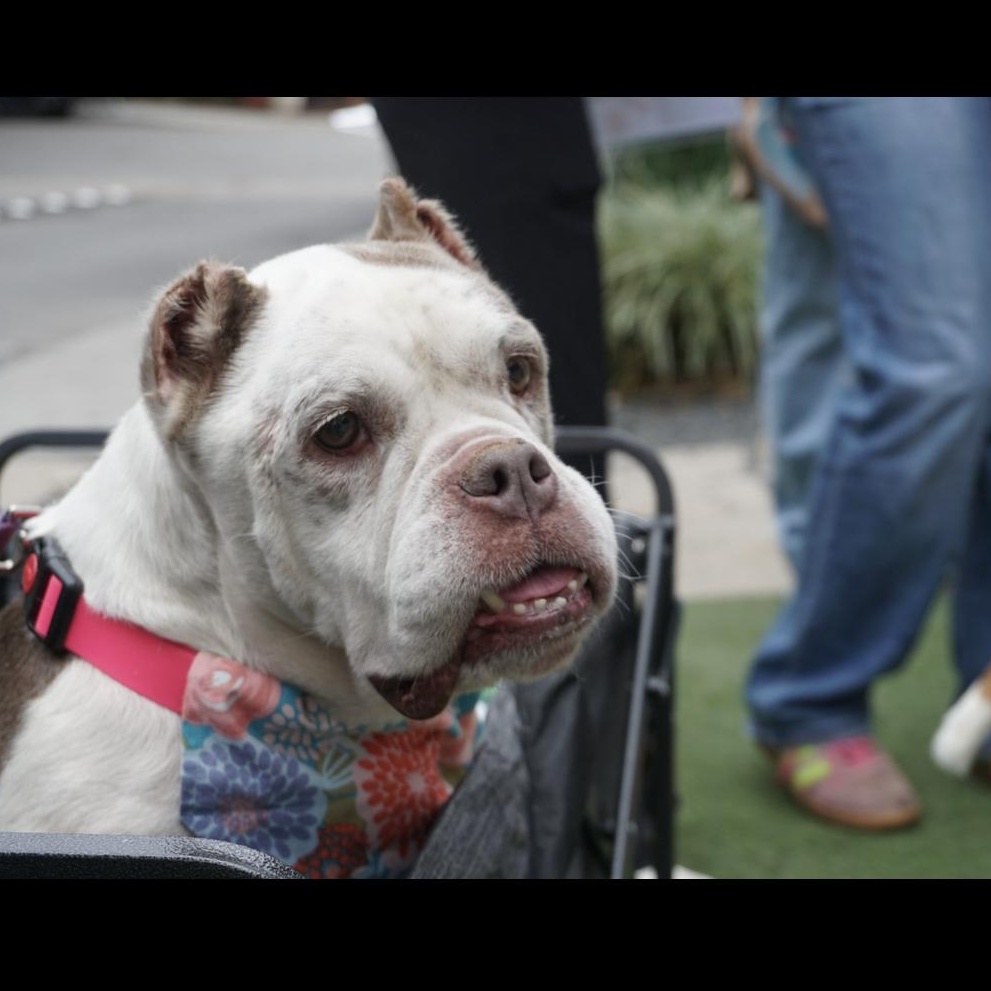 Etta, a ADOPTABLE mixed breed in San Antonio, TX image 3/5