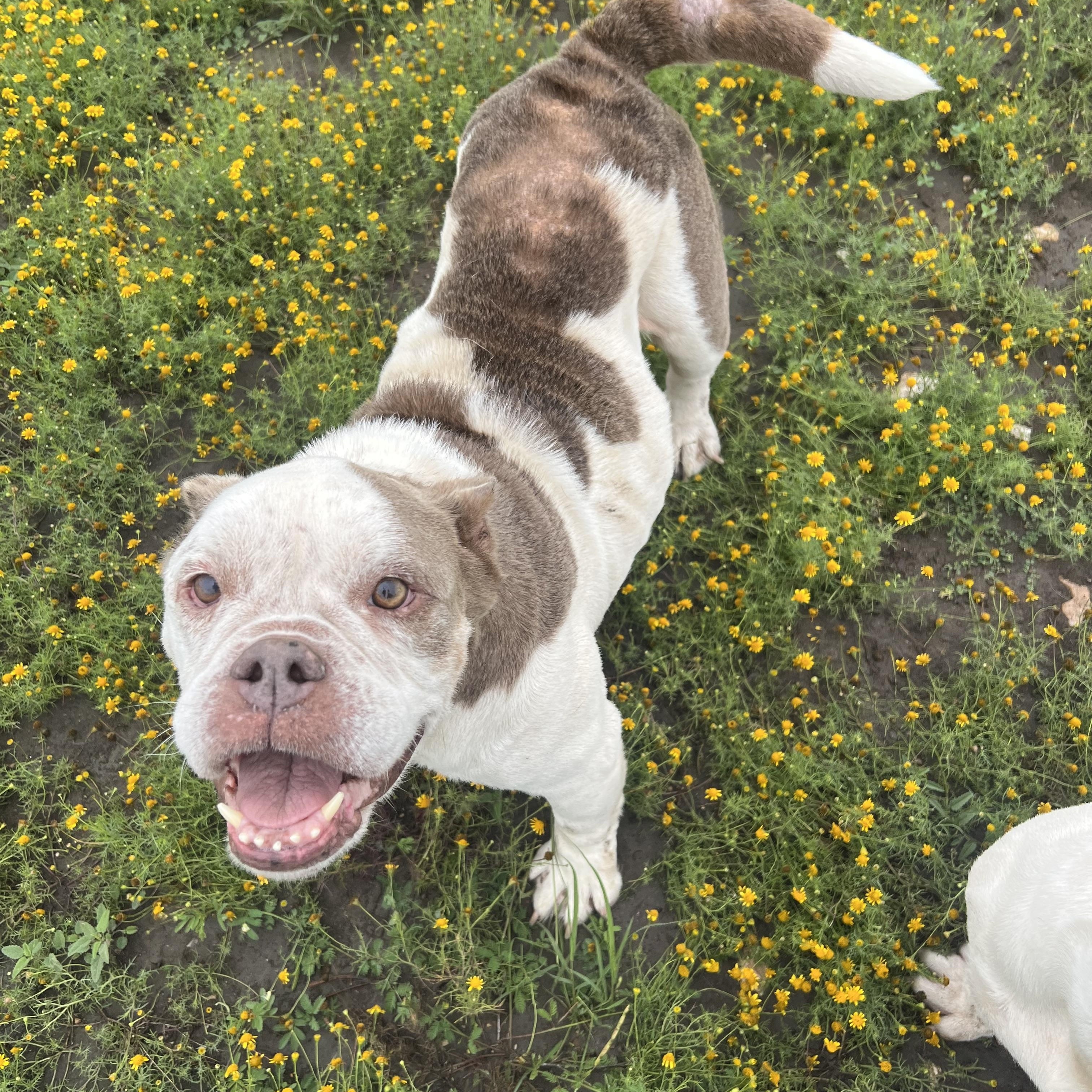 Etta, ADOPTABLE, Senior Female Bulldog & English Bulldog.