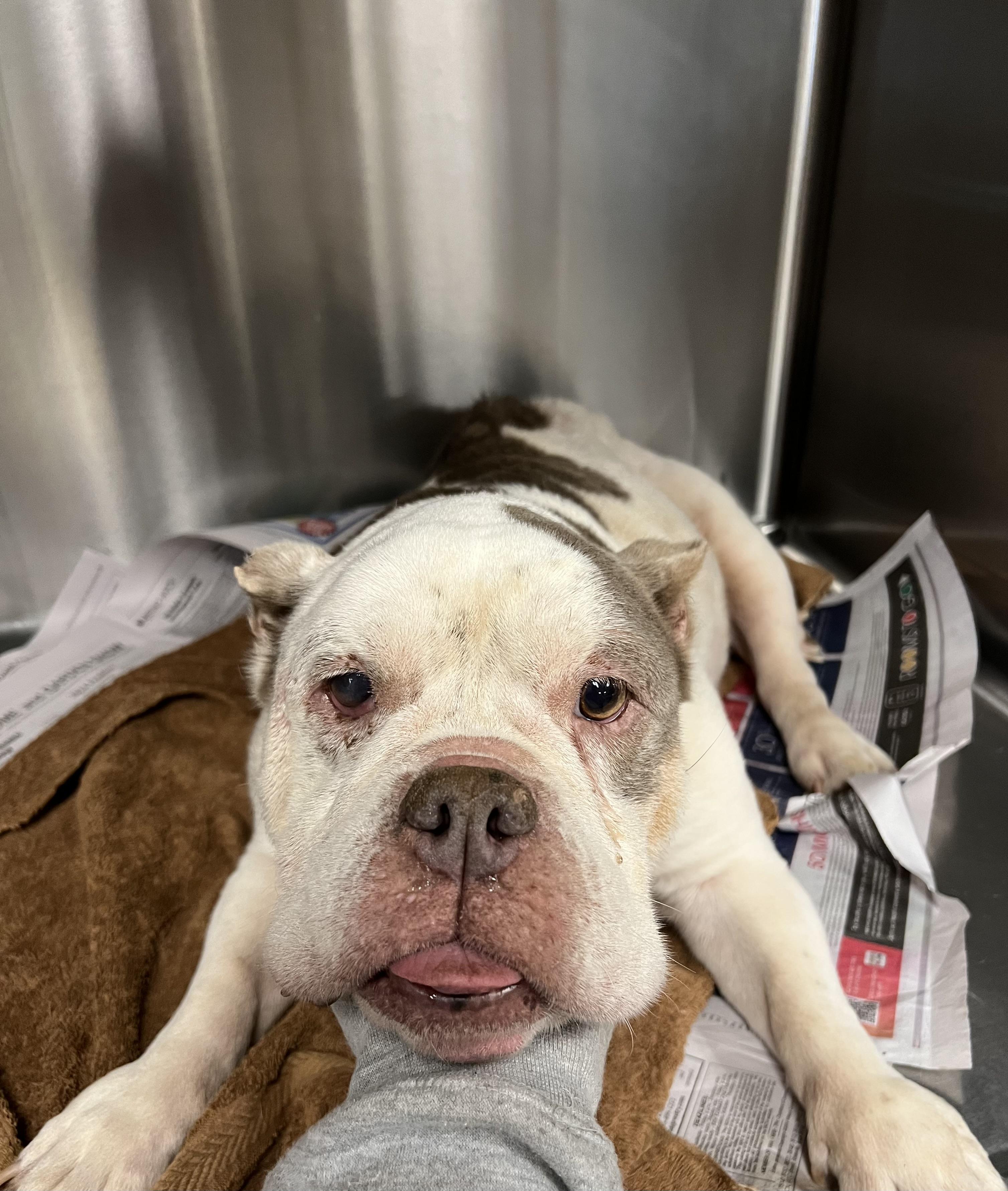 Enlarge Etta, a ADOPTABLE mixed breed in San Antonio, TX image 2/4