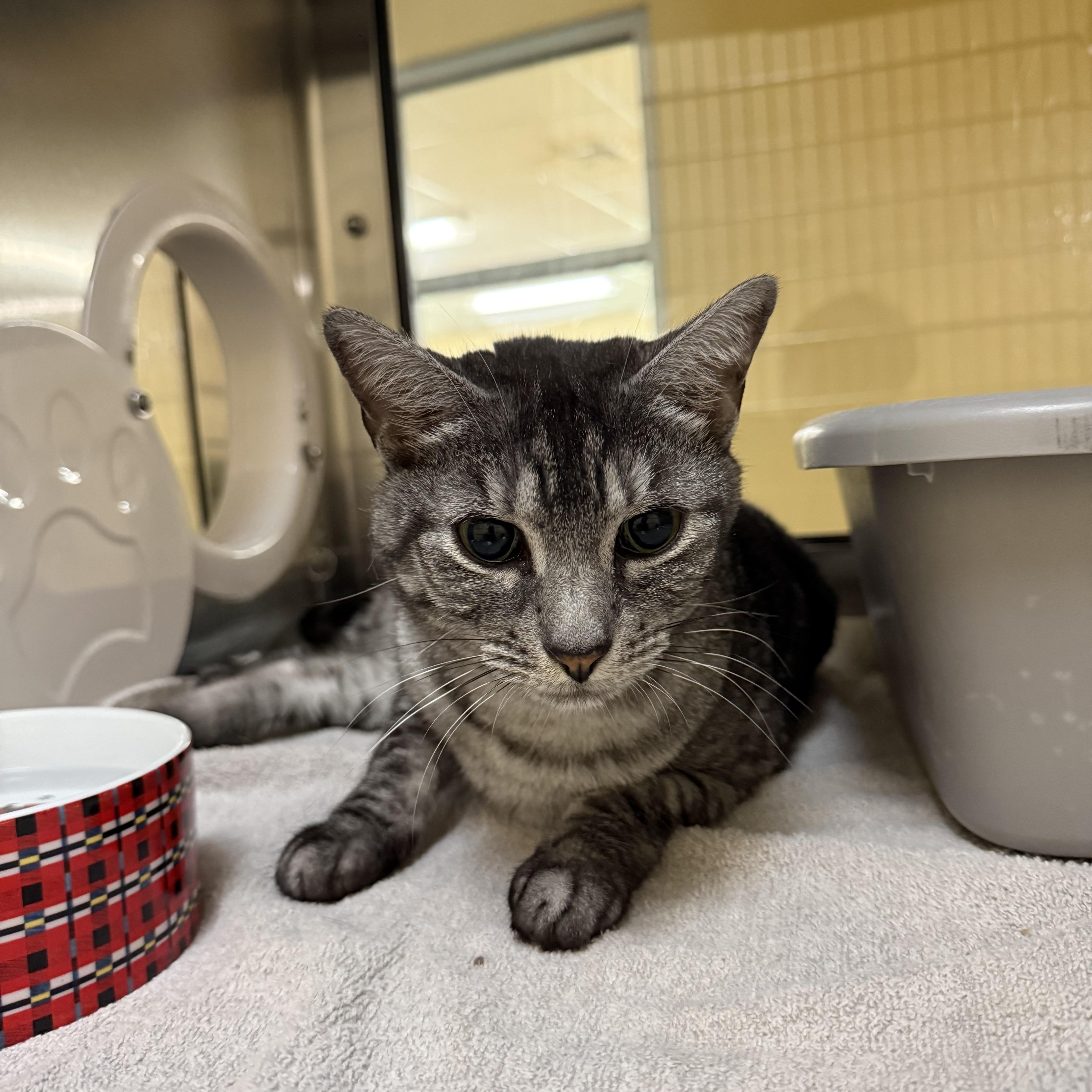 Enlarge Kit Kat, a Adoptable Domestic Short Hair in Brownsville, VT image 1/1