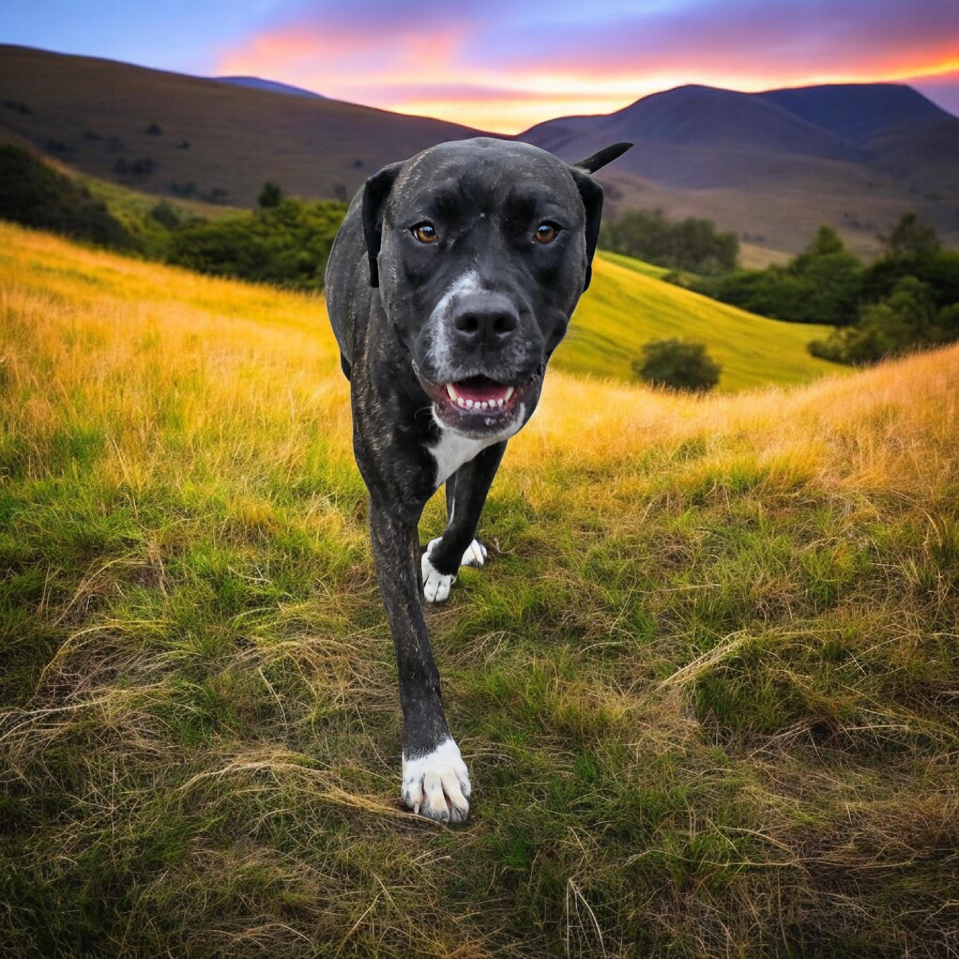 Enlarge Tulula, a ADOPTABLE mixed breed in Woodland, CA image 4/4