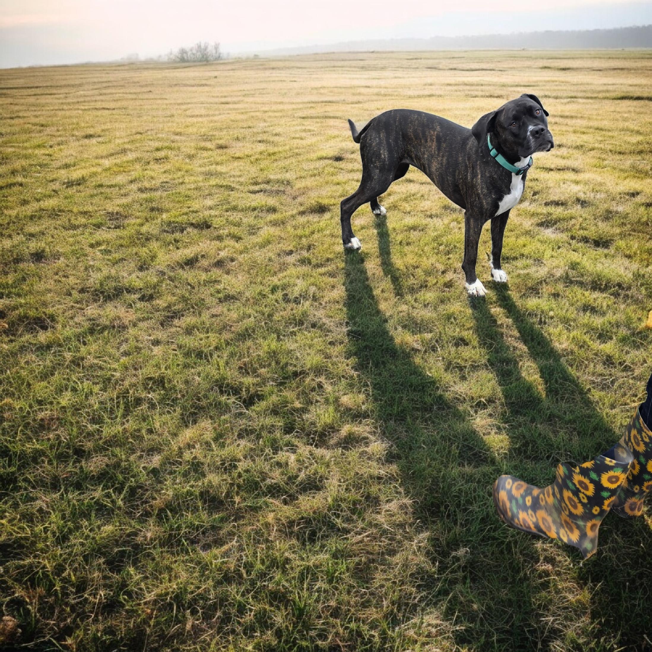 Enlarge Tulula, a ADOPTABLE mixed breed in Woodland, CA image 3/4