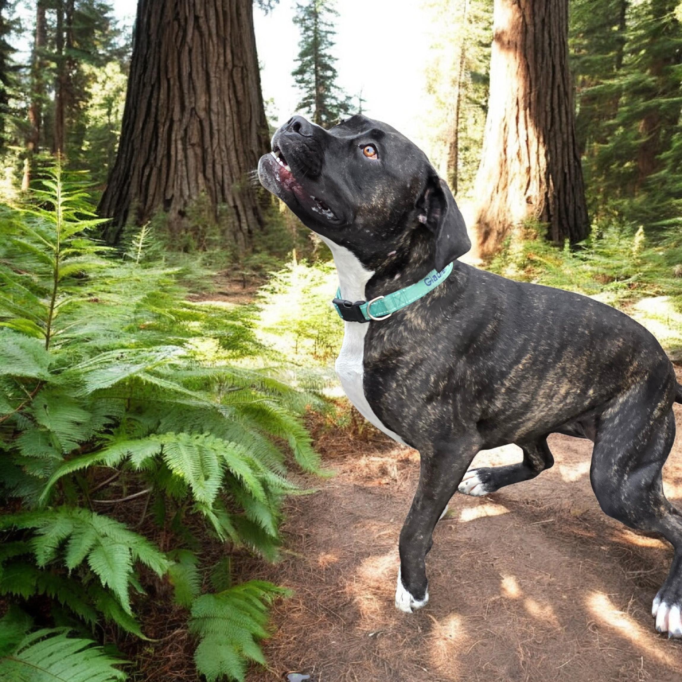 Enlarge Tulula, a ADOPTABLE mixed breed in Woodland, CA image 2/4
