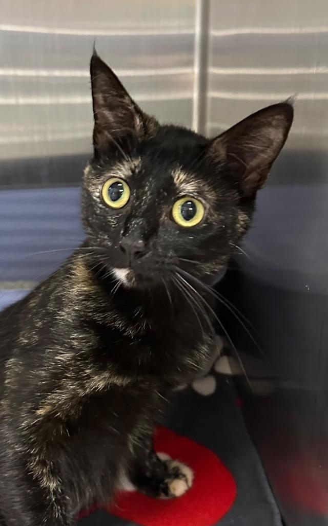 3/7/26 Momma Honey, Adoptable, Young Female Domestic Short Hair.