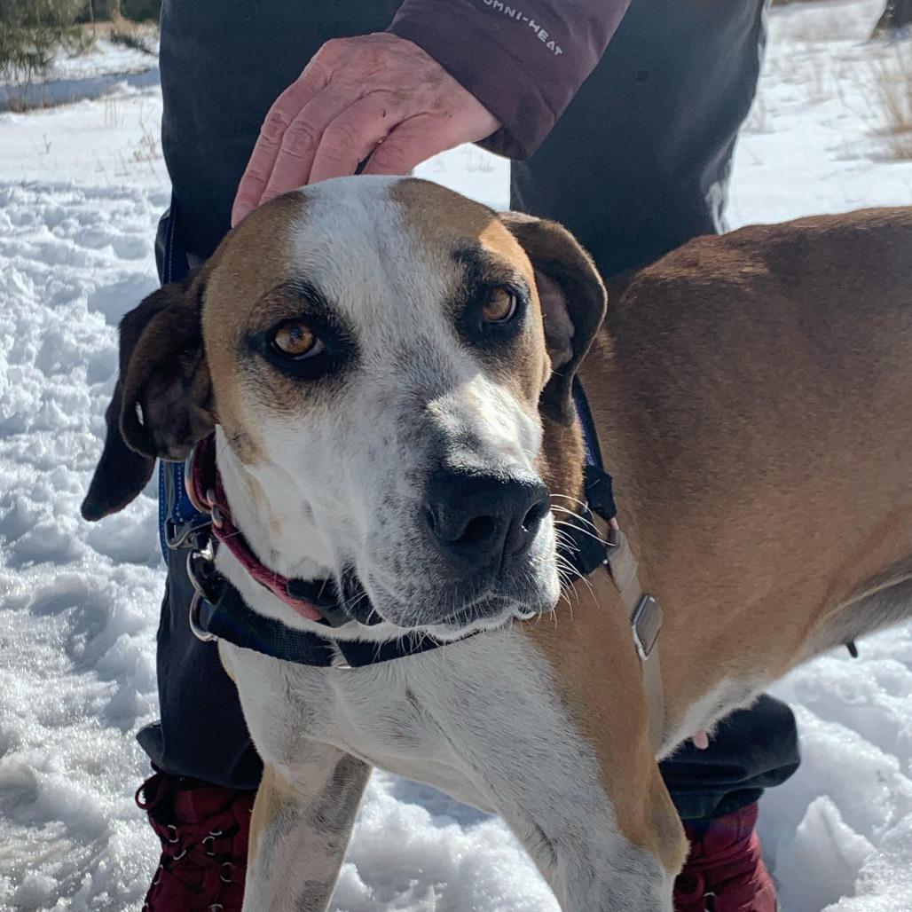 ROSIE, a Adoptable mixed breed in Pagosa Springs, CO image 2/5