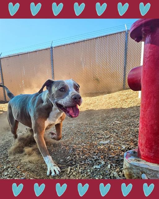 MAX, Adoptable, Adult Male Pit Bull Terrier & Mixed Breed.