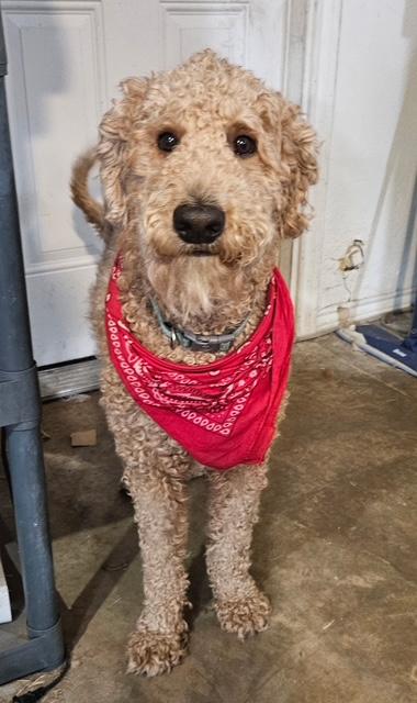 Maverick — thumbnail 2