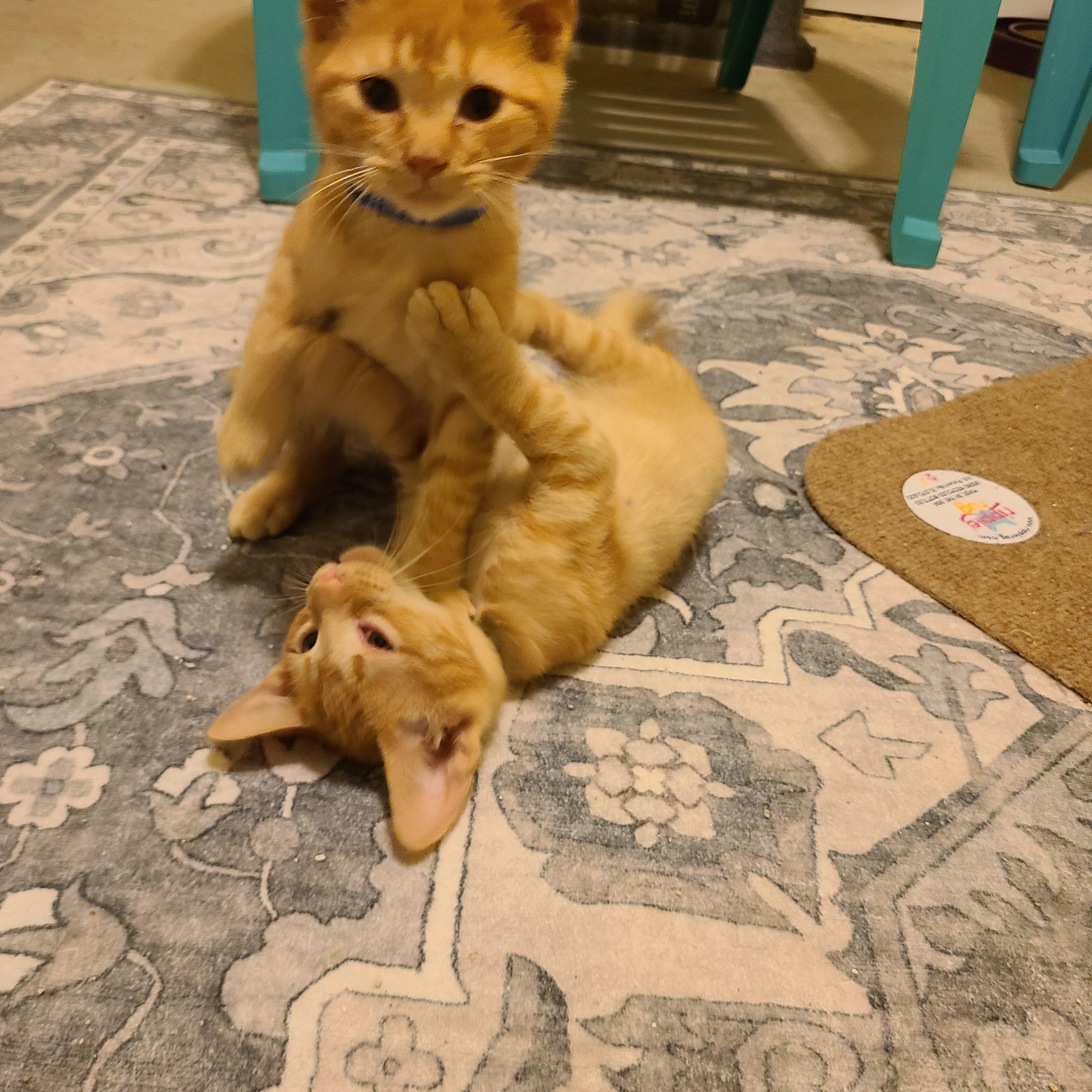 Burglary - Winterville, GA