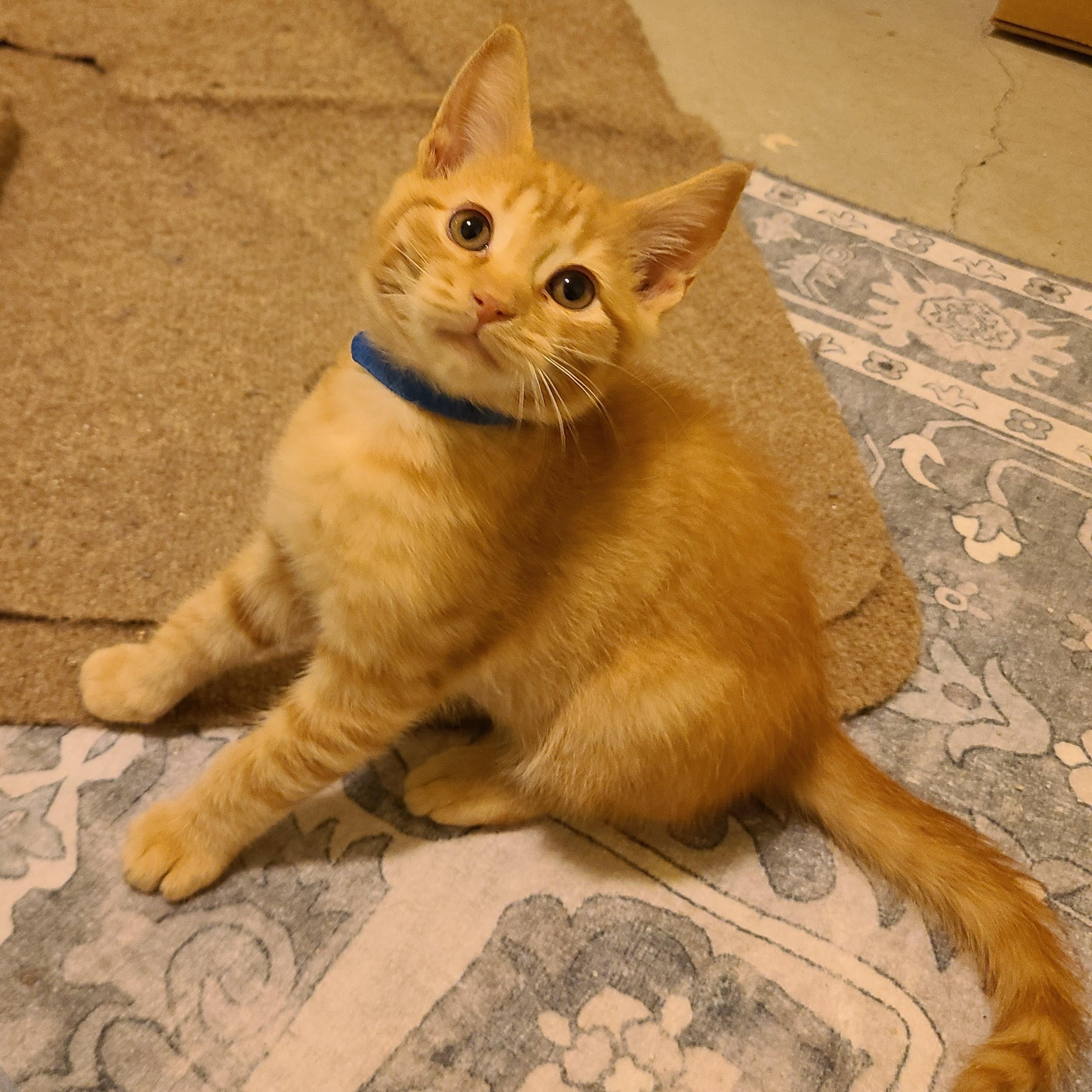 Burglary - Winterville, GA