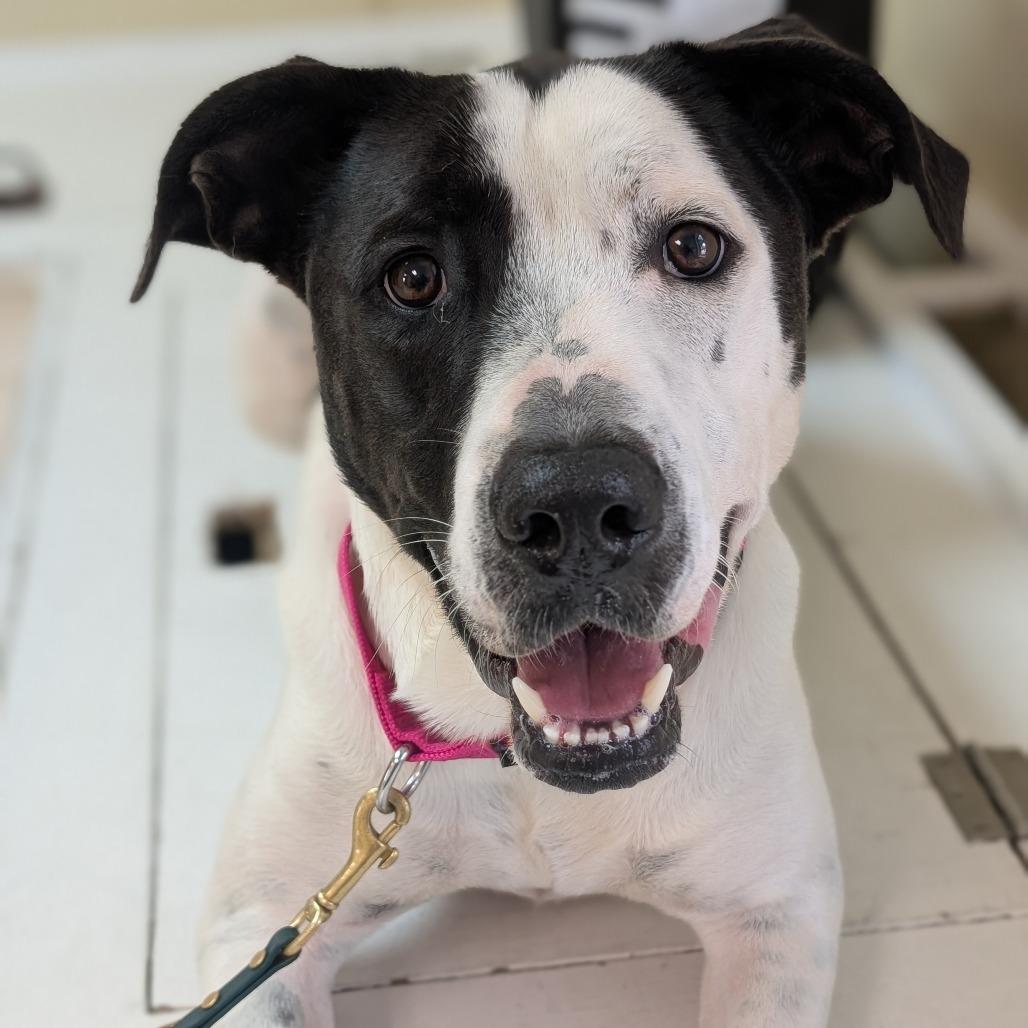 Enlarge Celo, a Adoptable American Staffordshire Terrier in Deerfield, IL image 1/2