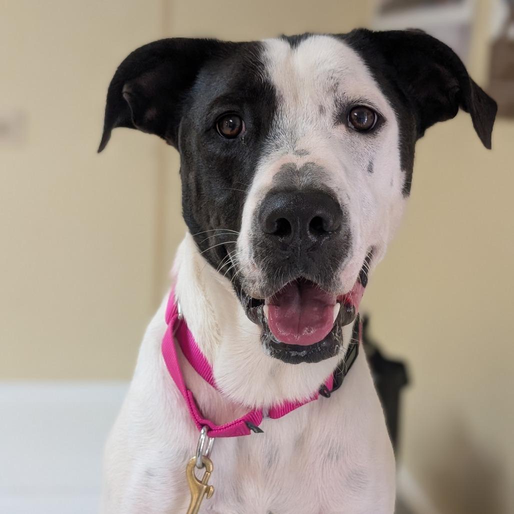 Enlarge Celo, a Adoptable American Staffordshire Terrier in Deerfield, IL image 2/2