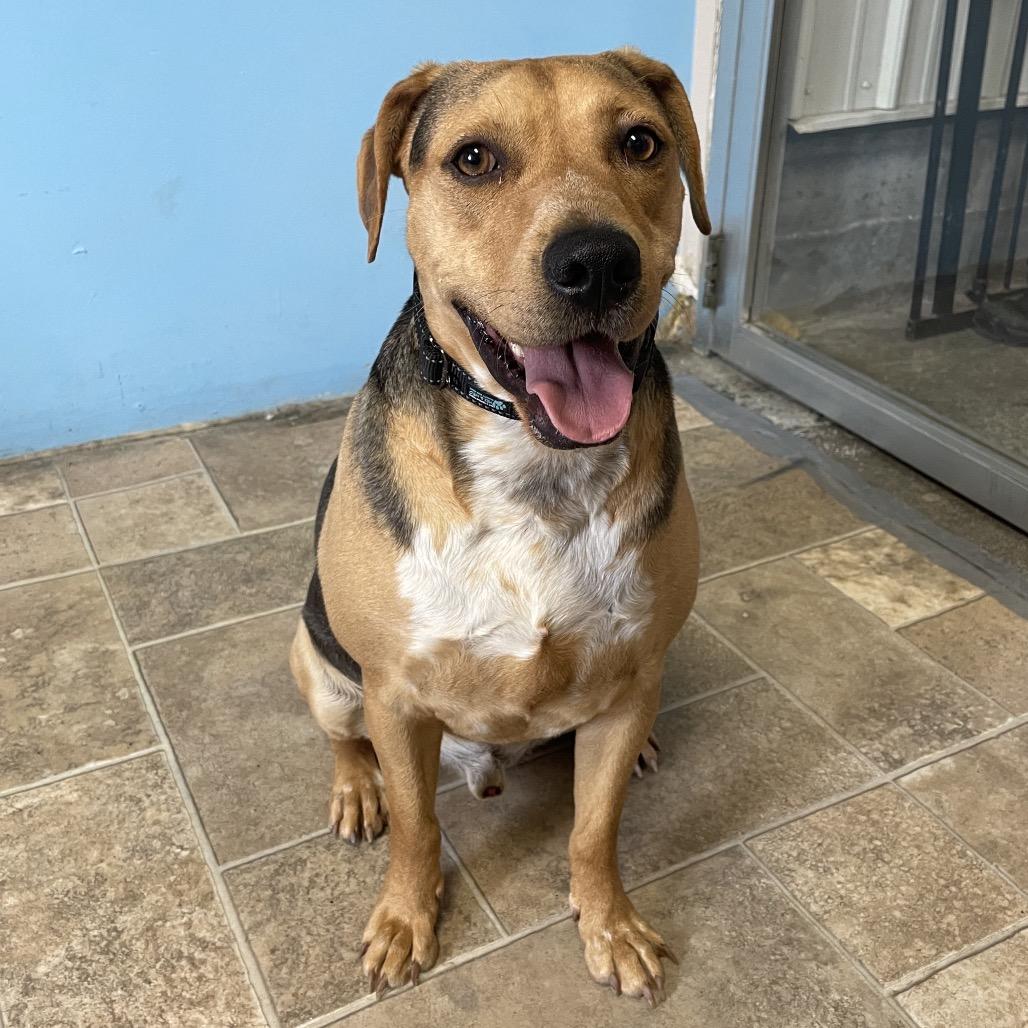 Dodge, Adoptable, Adult Male Black Labrador Retriever.