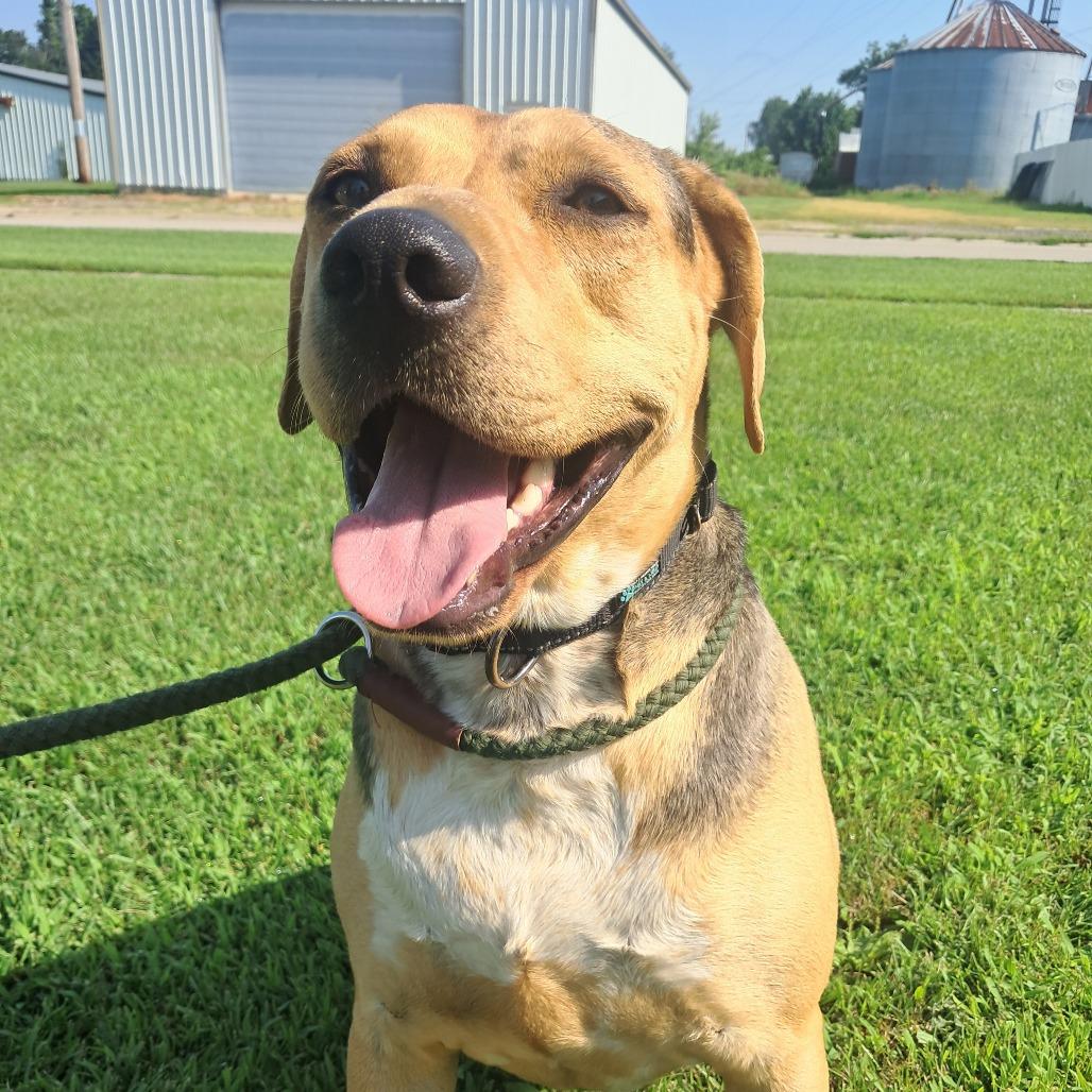 Enlarge Dodge, a Adoptable Black Labrador Retriever in Tipton, IA image 2/3