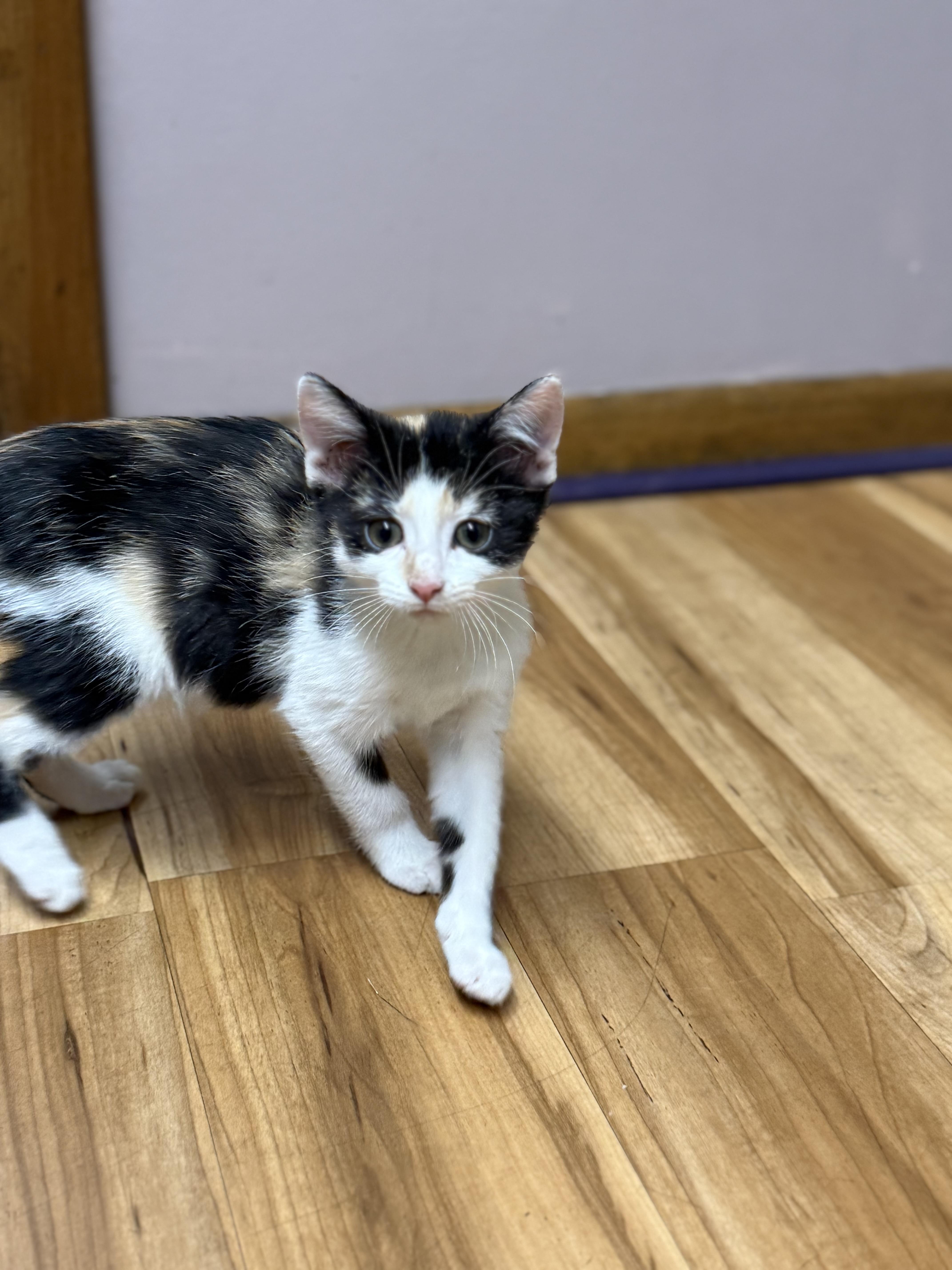 Callie, Adopted, Kitten Female Domestic Short Hair.