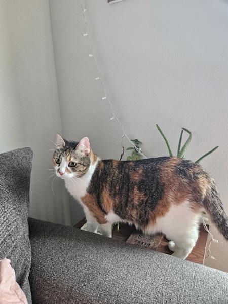 Molly, Adoptable, Senior Female Domestic Short Hair.