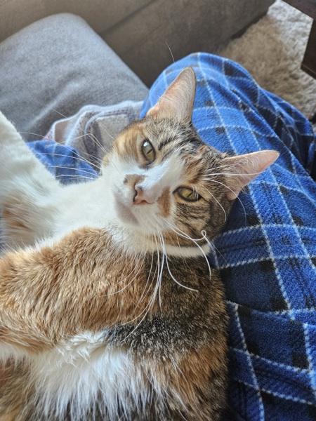 Enlarge Molly, a Adoptable mixed breed in Houston, TX image 2/2