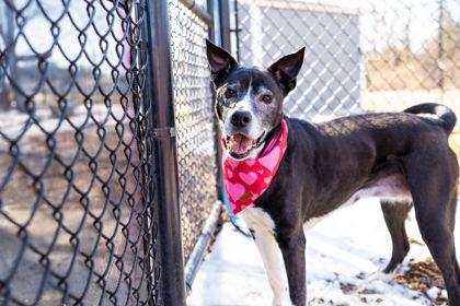 Allie, Adoptable, Senior Female Terrier & Mixed Breed.