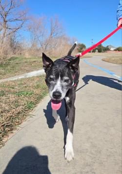 Enlarge Allie, a Adoptable mixed breed in Carrollton, TX image 2/3
