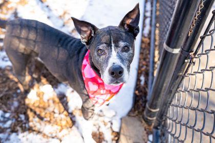 Enlarge Allie, a Adoptable mixed breed in Carrollton, TX image 3/3