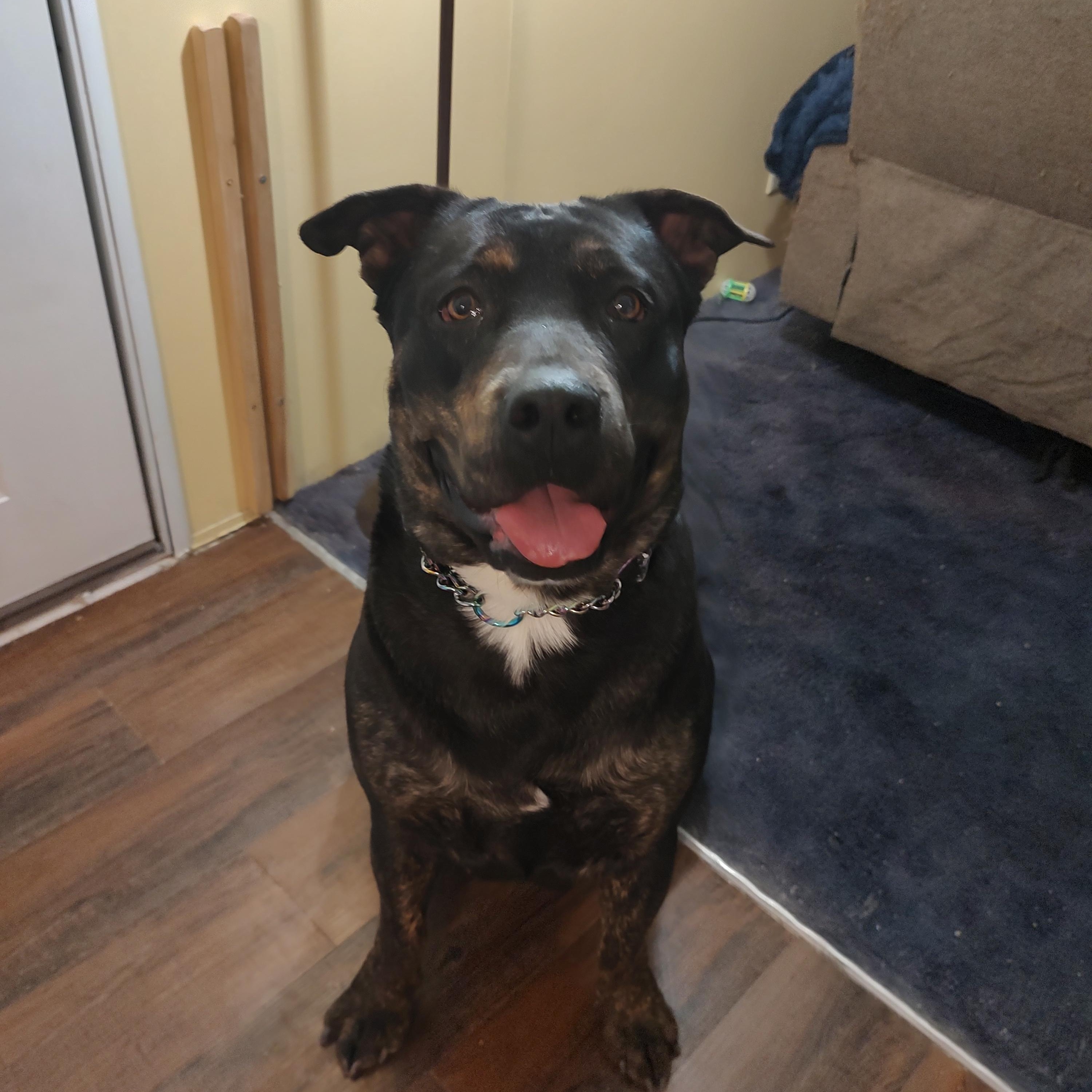 Enlarge Daisy Mae, a ADOPTABLE mixed breed in Henderson, NV image 1/3