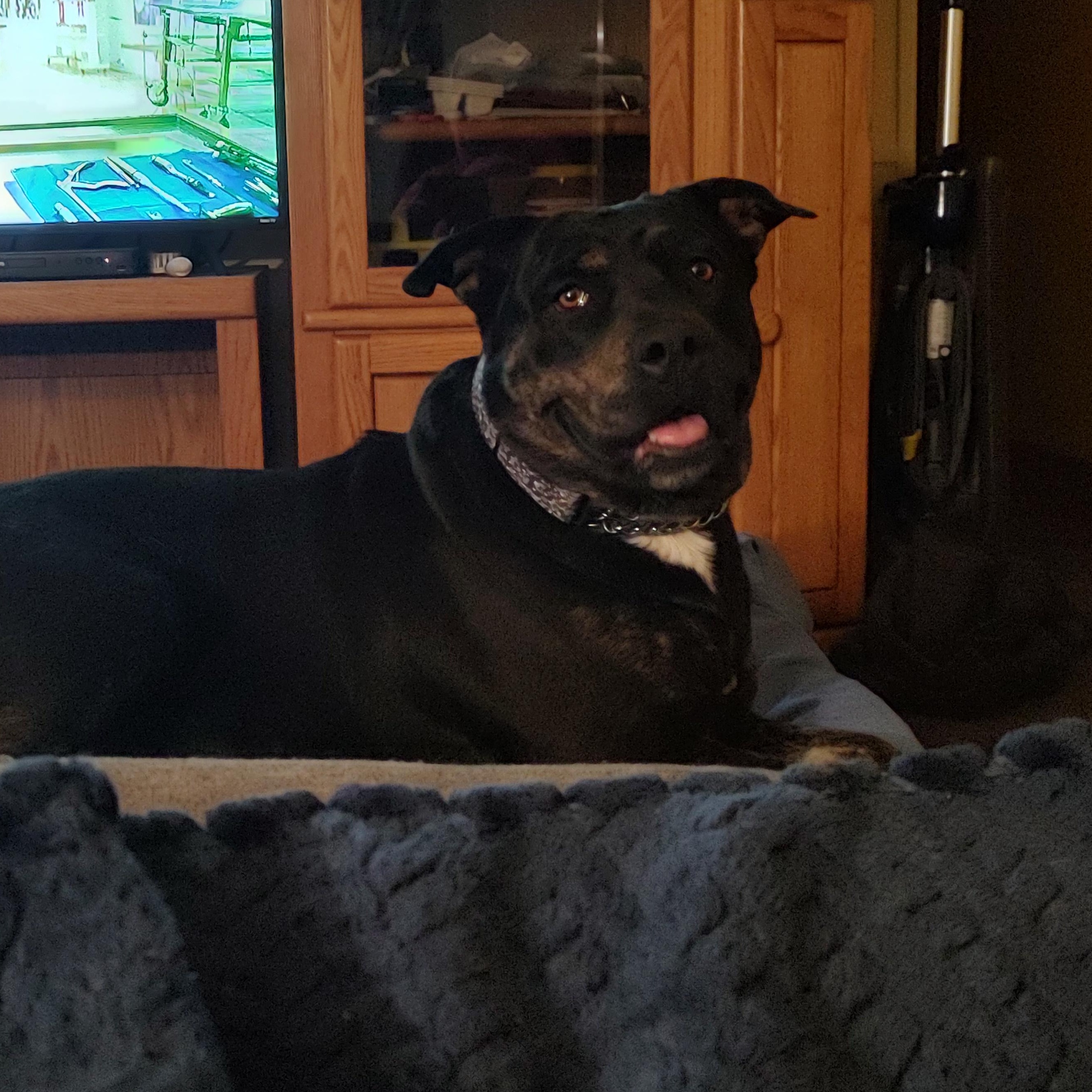 Enlarge Daisy Mae, a ADOPTABLE mixed breed in Henderson, NV image 3/3