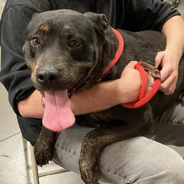 Enlarge Daisy Mae, a ADOPTABLE mixed breed in Henderson, NV image 2/3