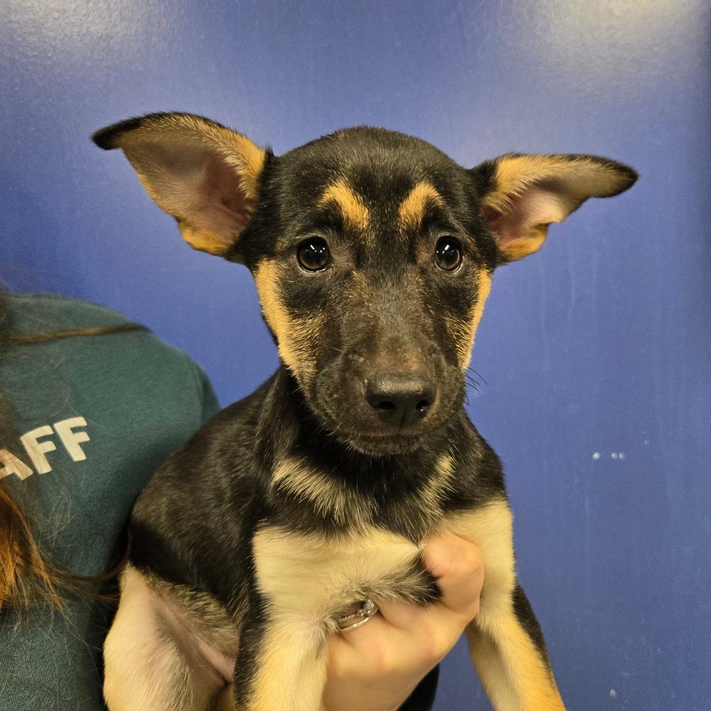 CT Nebula, Adoptable, Puppy Female Catahoula Leopard Dog.