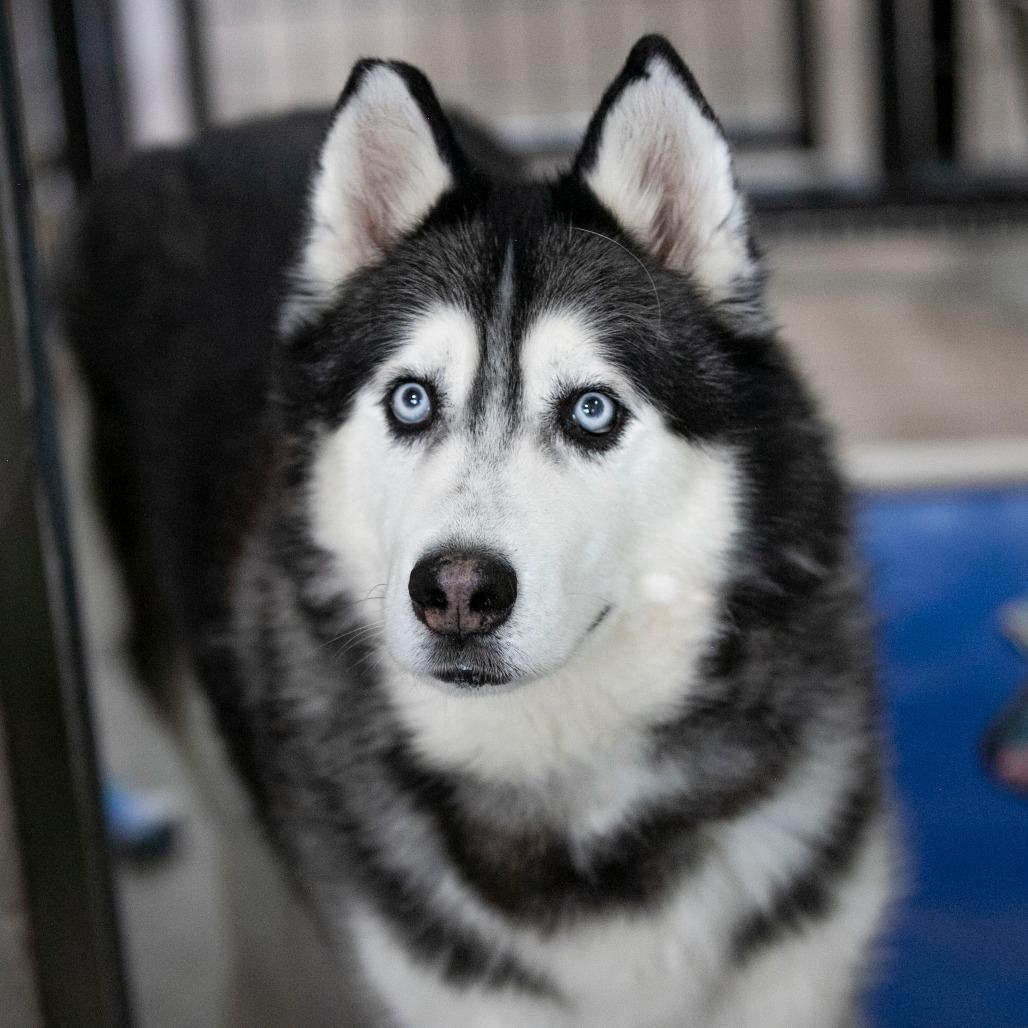 Oliver (F26-09), Adoptable, Senior Male Husky.