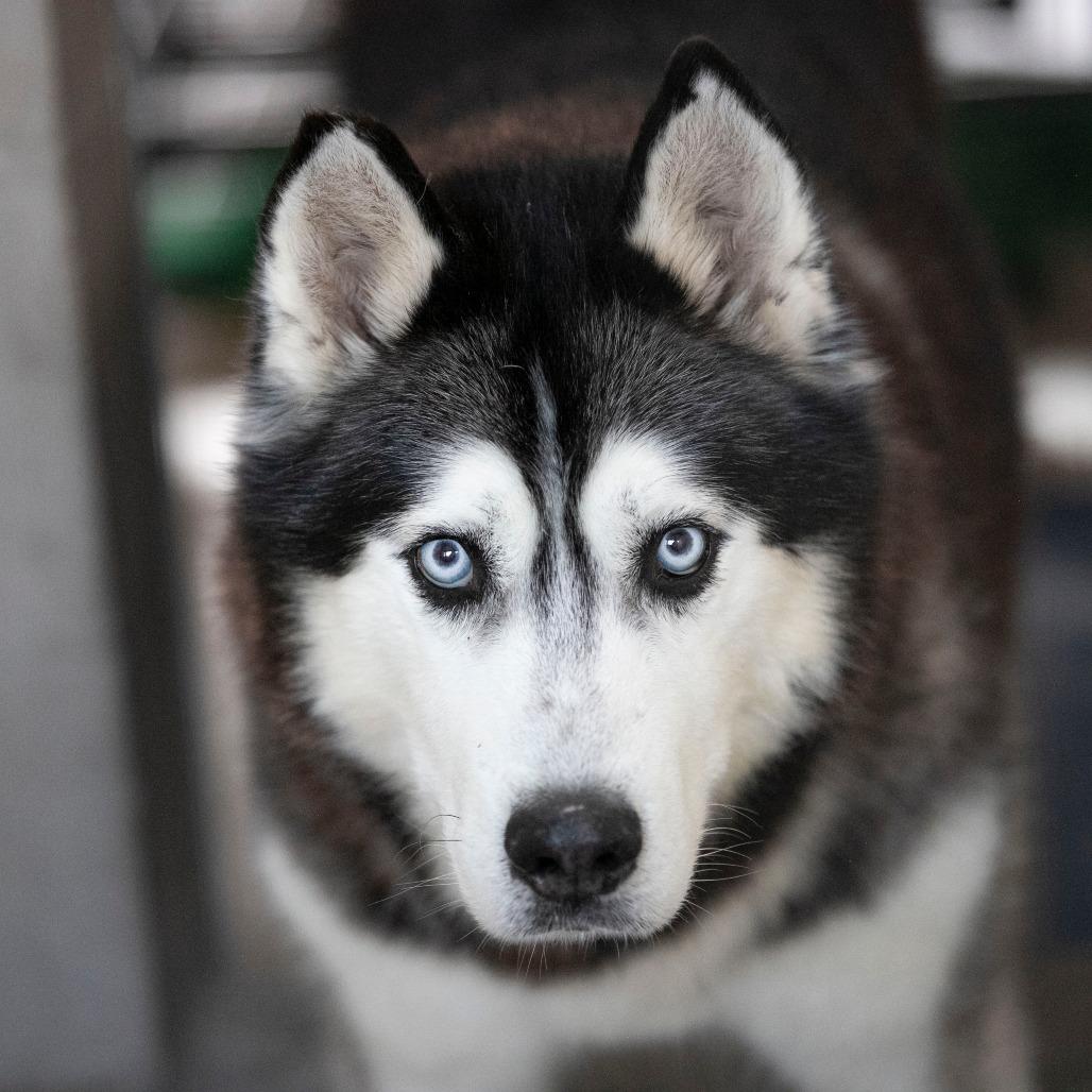 Oliver (F26-09), Adoptable, Senior Male Husky.