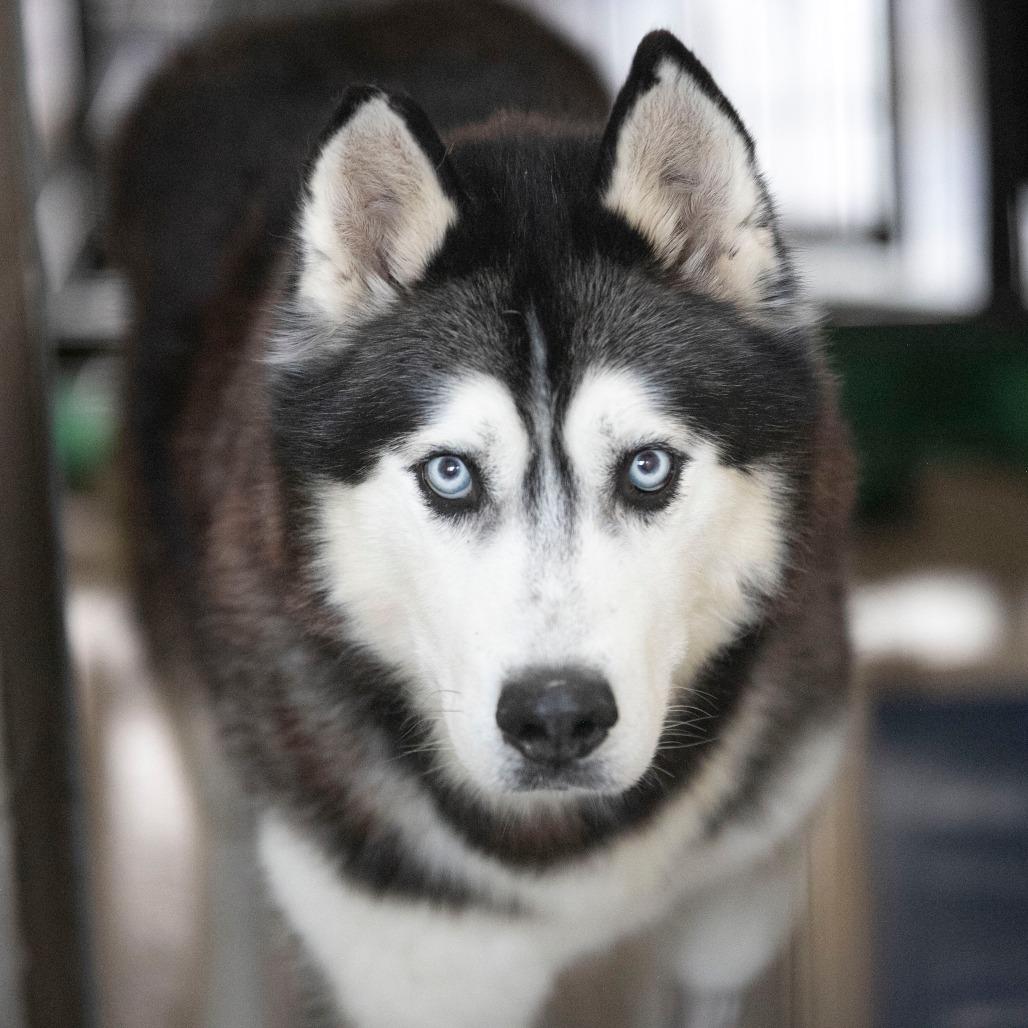 Oliver (F26-09), Adoptable, Senior Male Husky.