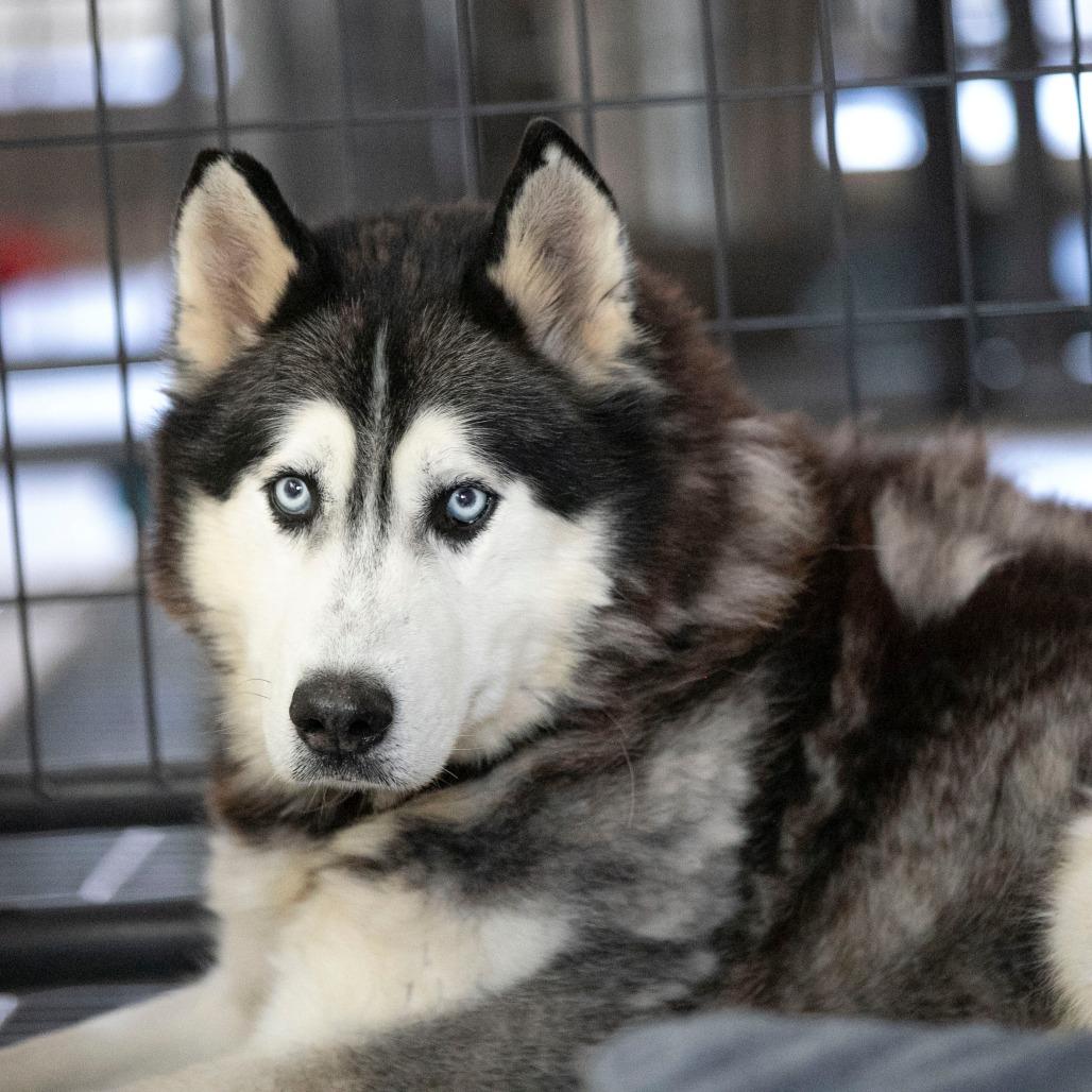 Enlarge Oliver (F26-09), a Adoptable Husky in Peyton, CO image 2/6