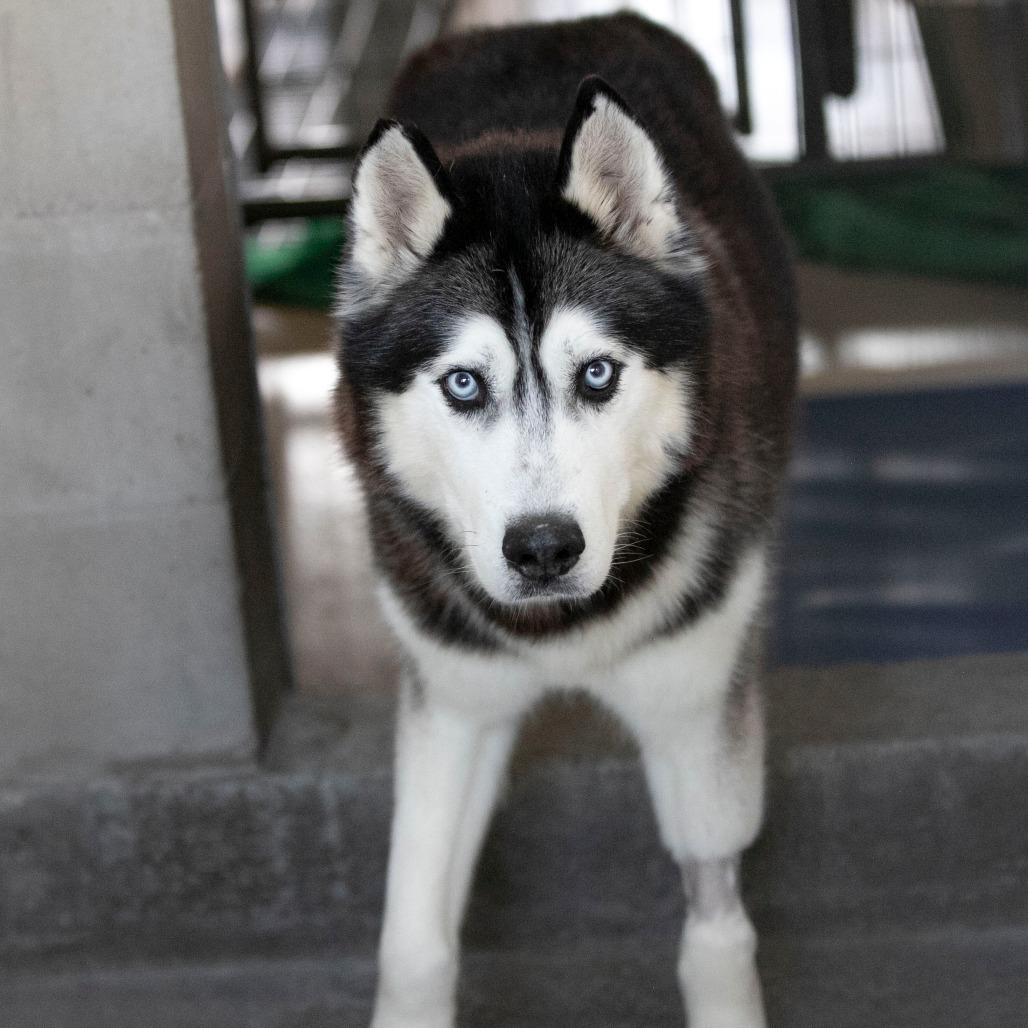 Enlarge Oliver (F26-09), a Adoptable Husky in Peyton, CO image 3/6