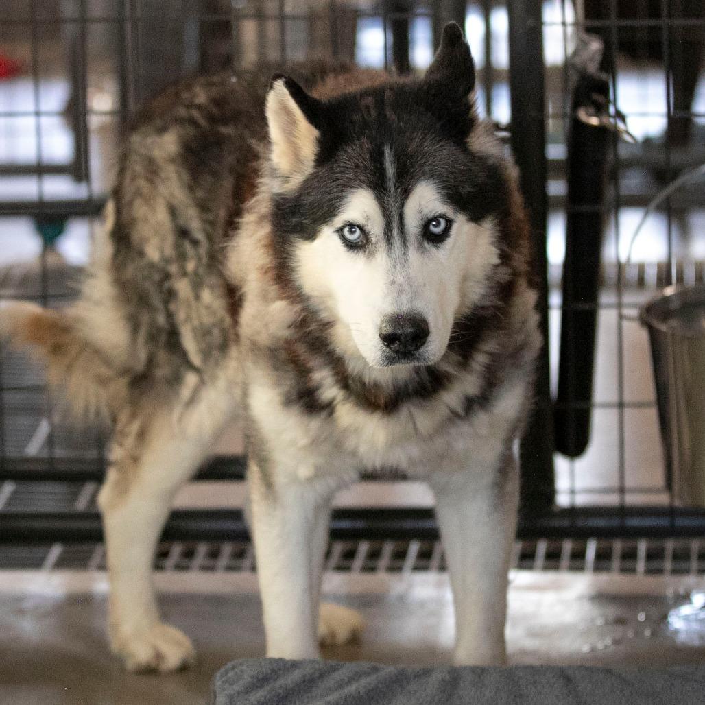 Enlarge Oliver (F26-09), a Adoptable Husky in Peyton, CO image 4/6