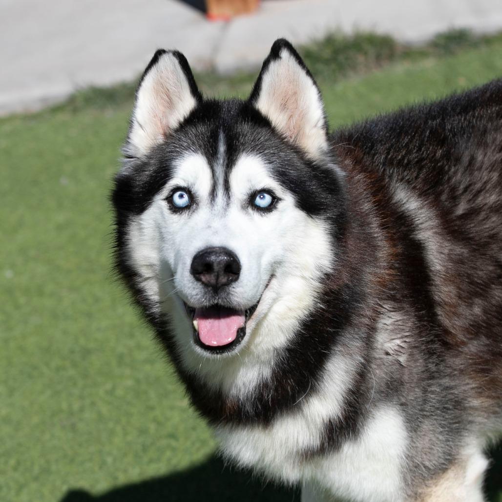 Enlarge Oliver (F26-09), a Adoptable Husky in Peyton, CO image 5/6