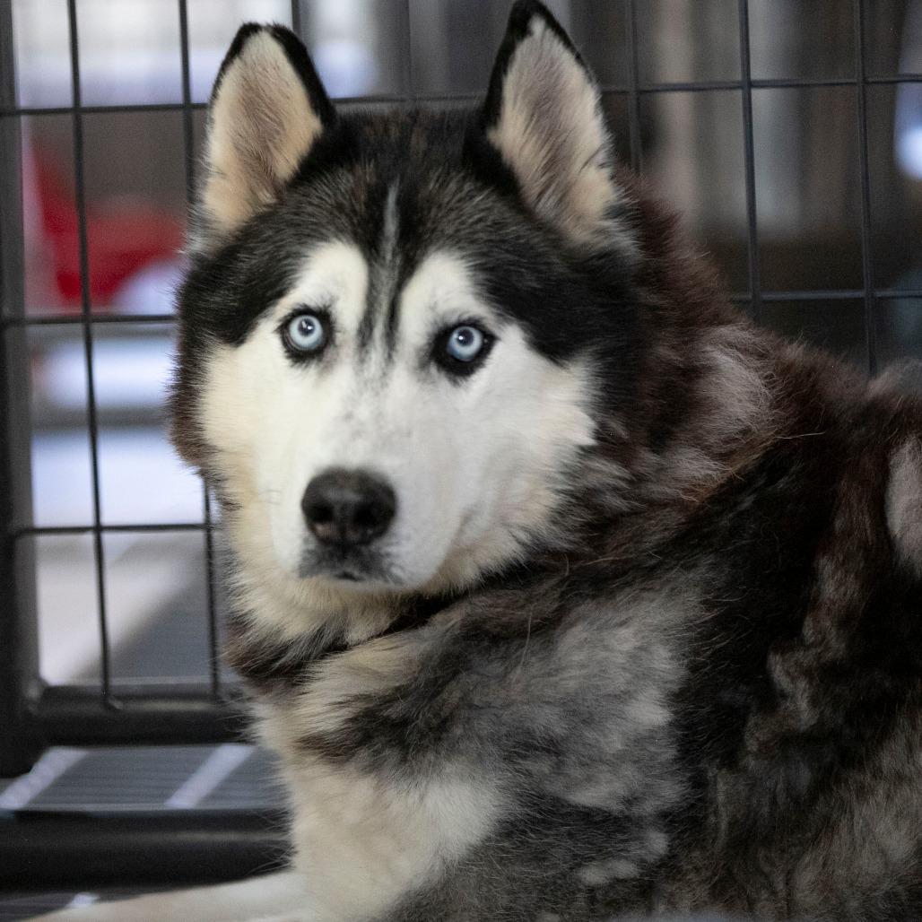 Enlarge Oliver (F26-09), a Adoptable Husky in Peyton, CO image 6/6